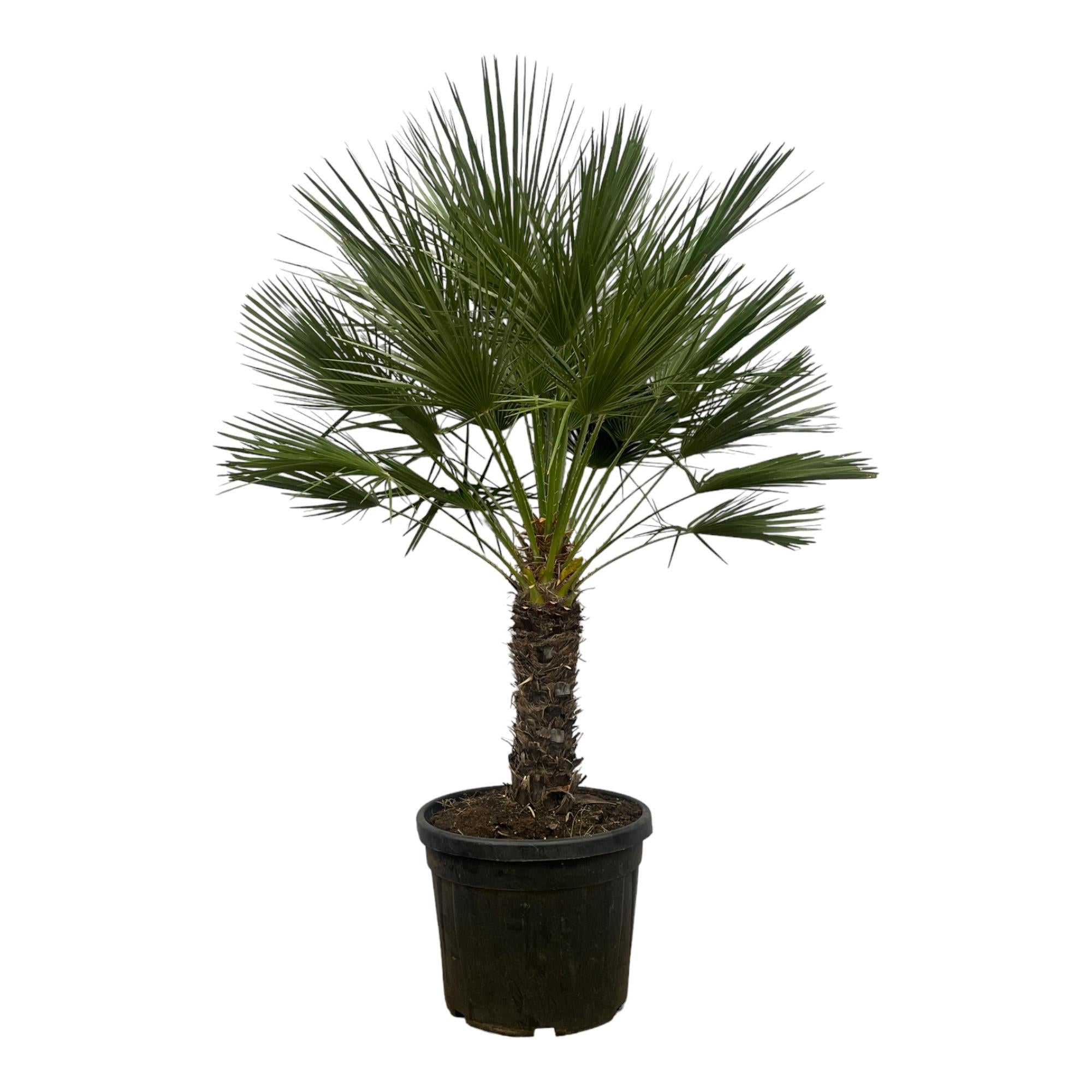 hochgewachsene Balkon- Terasse- oder Gartenpflanze Zwergpalme Chamaerops Humilis  im Topf