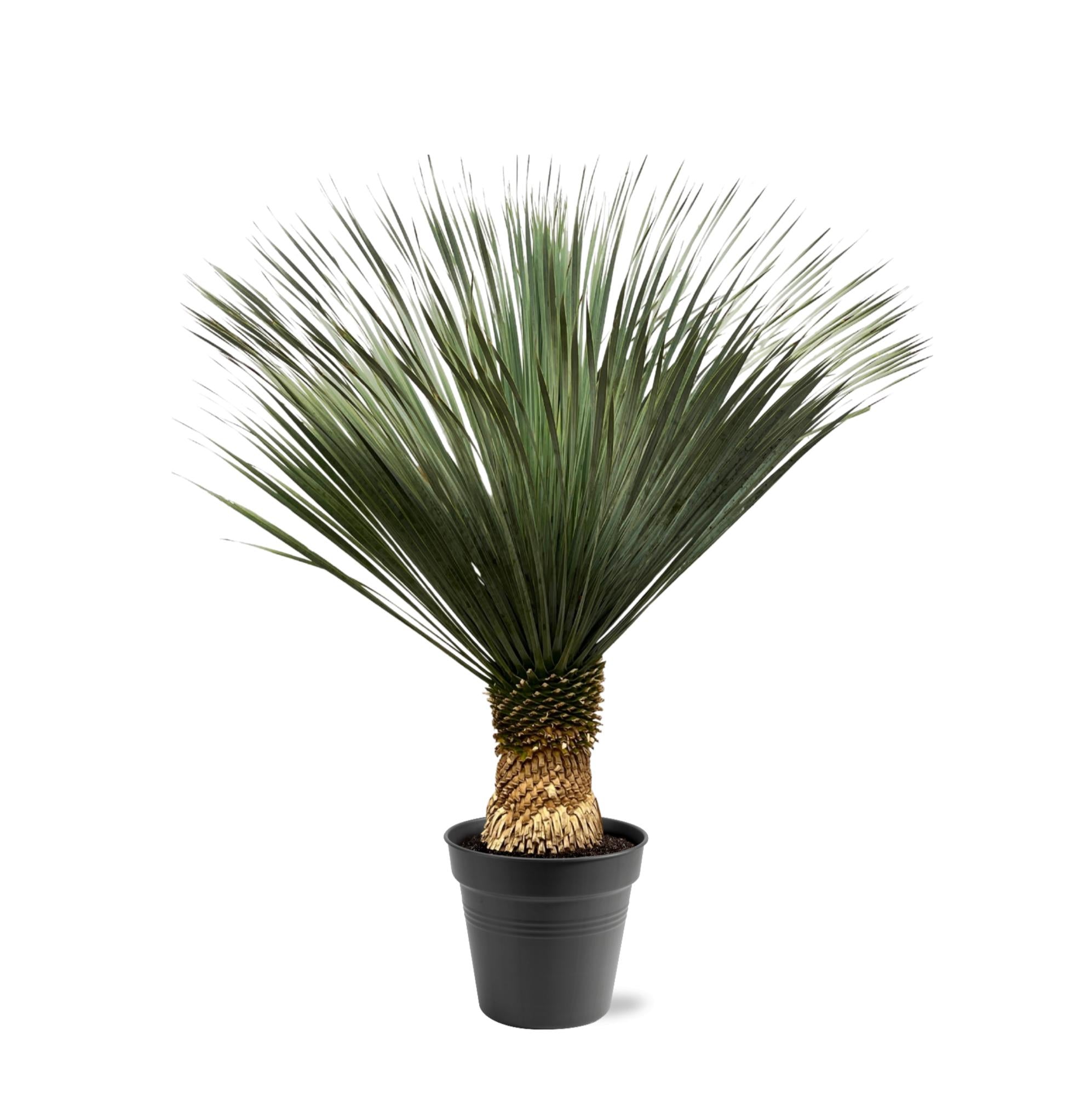 stark gewachsene Blaue Palmlilie Yucca Rostrata im Topf