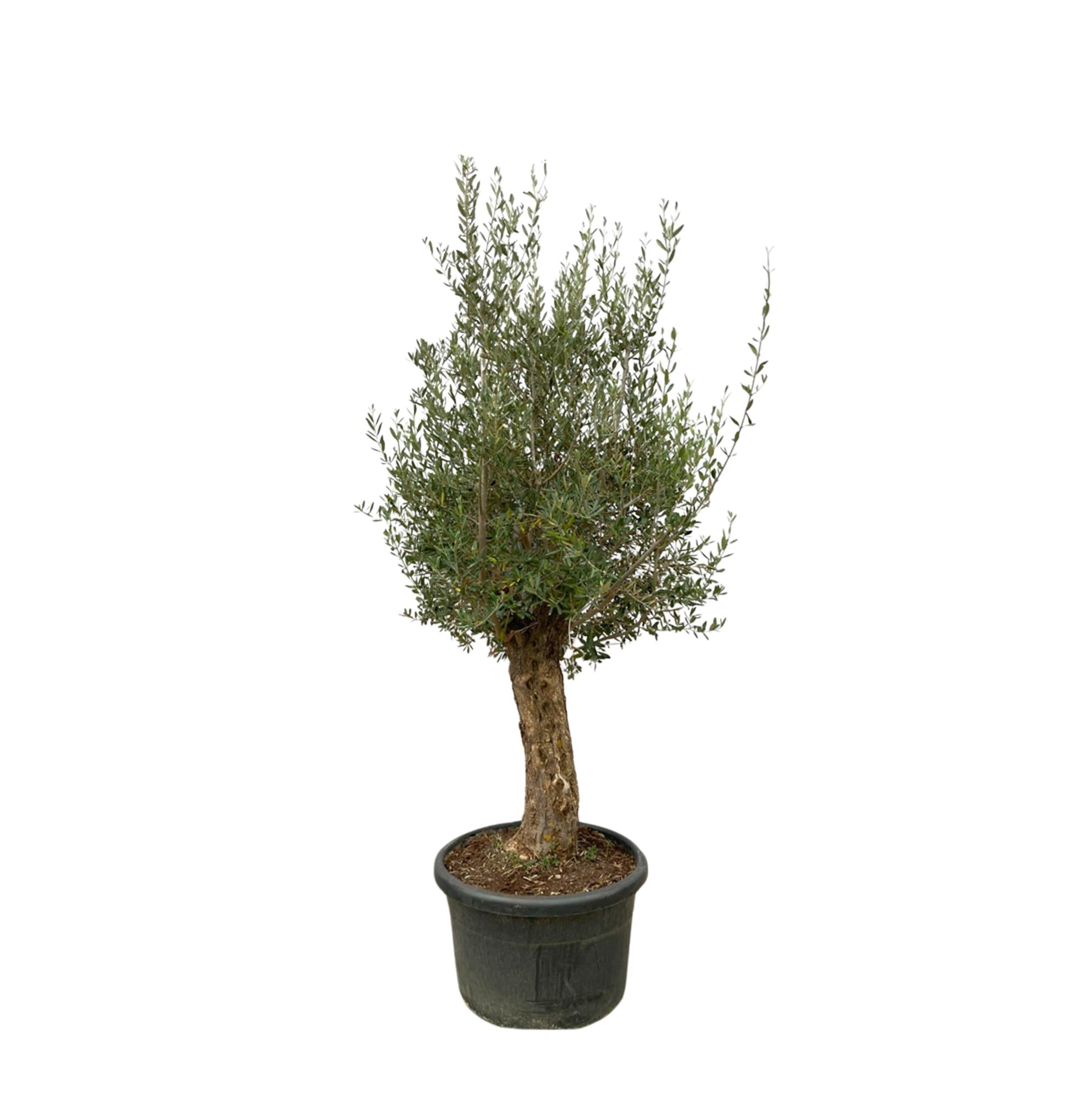 Garten und Balkonpflanze Olivenbaum Olea Europaea mit sehr kräftigem Stamm im Topf