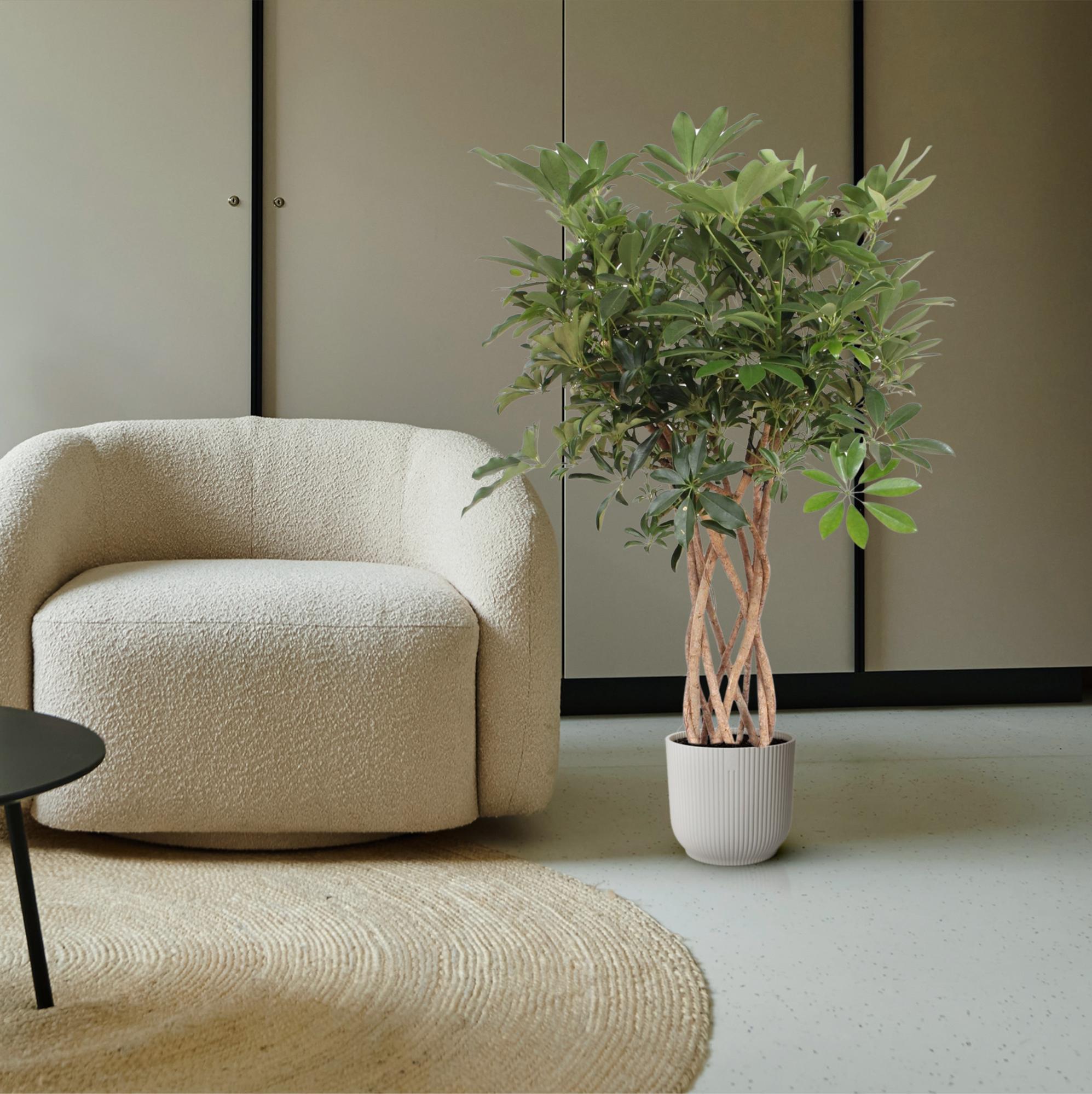 Eine Zimmerpflanze namens Strahlenaralie Schefflera Arboricola Compacta mit einem geflochtenem Stamm neben einem Sofa