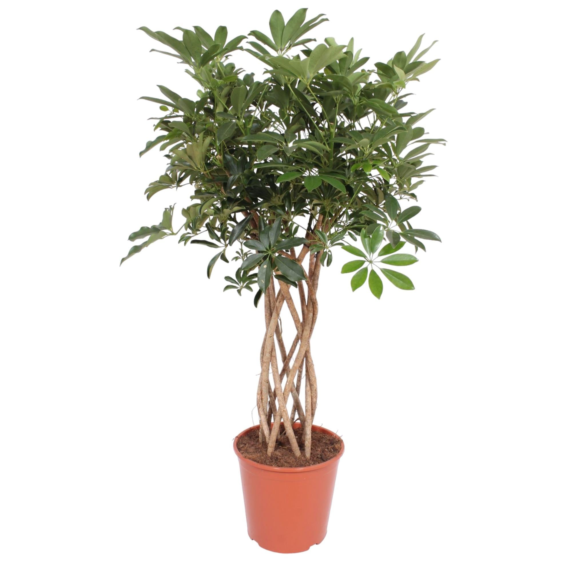 Strahlenaralie schefflera arboricola compacta mit einem geflochtenen Stamm - grüne zimmerpflanze im Topf