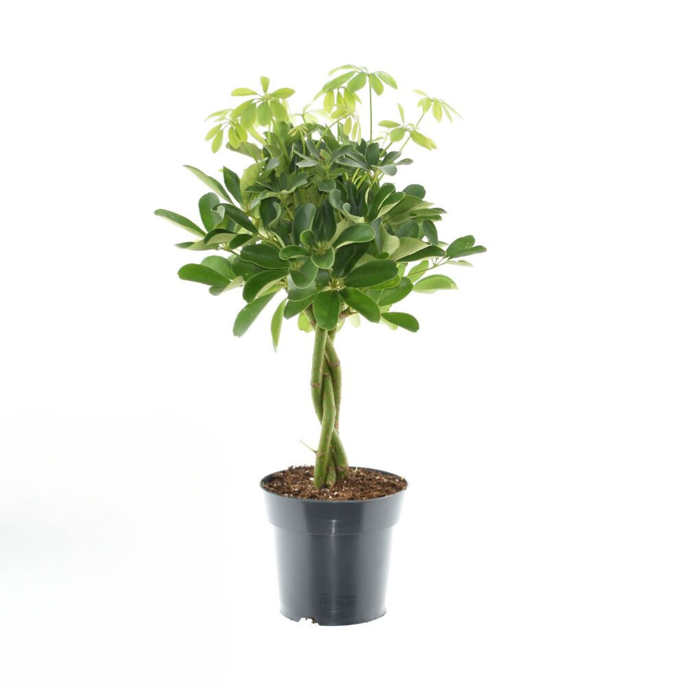 geflochtene Topfpflanze Strahlenaralie Schefflera Compacta Nora 