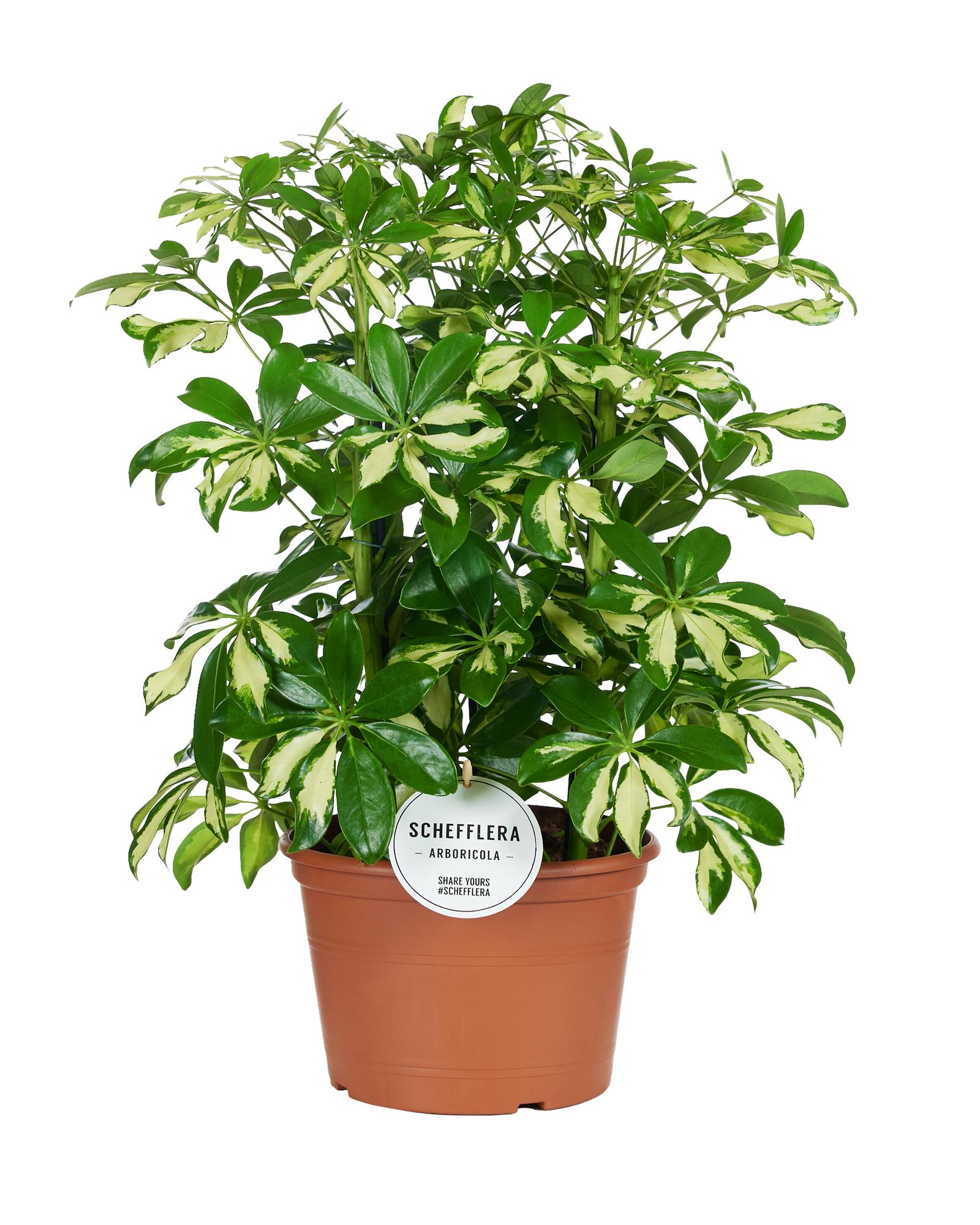 Zimmerpflanze Strahlenaralie Schefflera Gerda im Topf