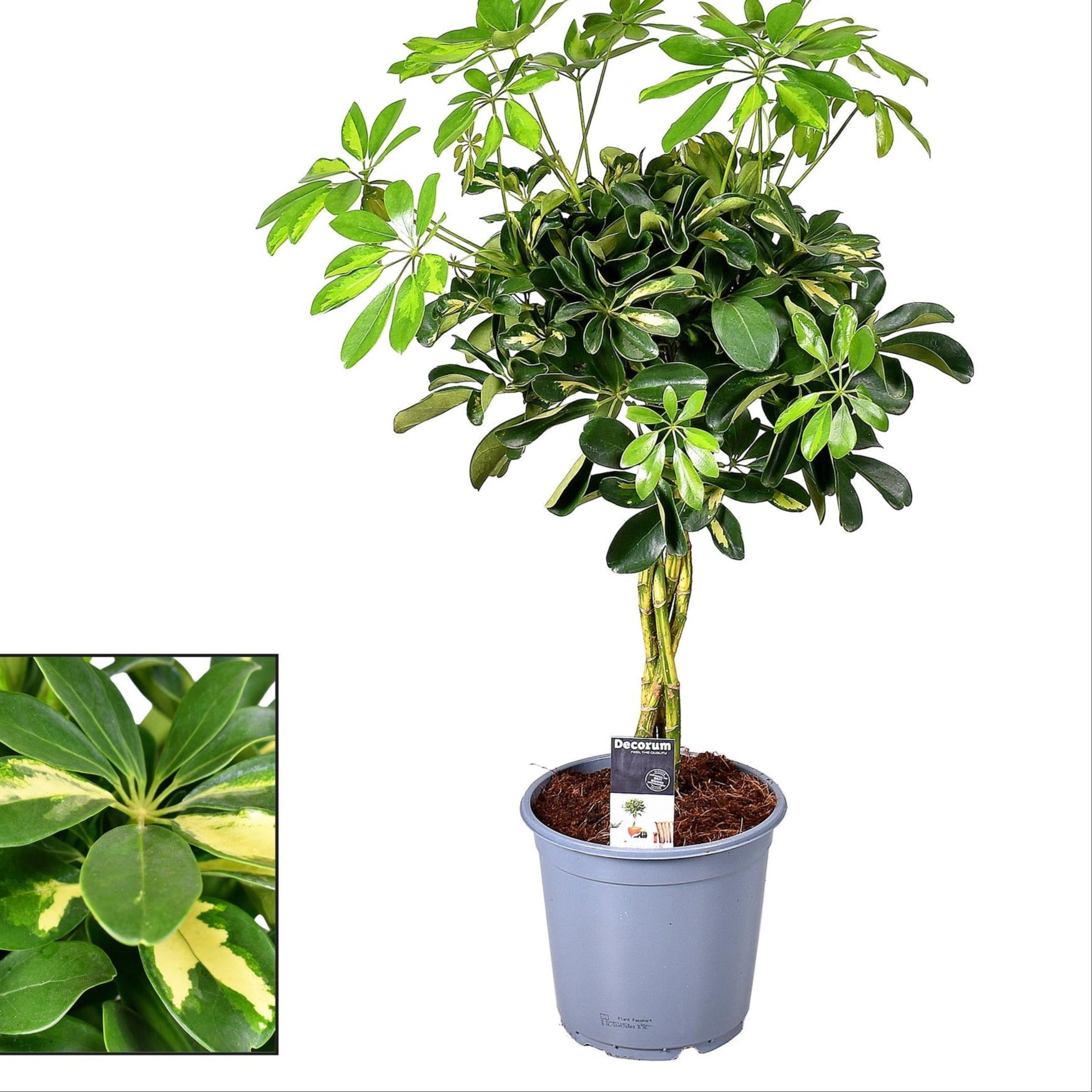Zimmerpflanze Strahlenaralie Schefflera Gold Capella im Topf