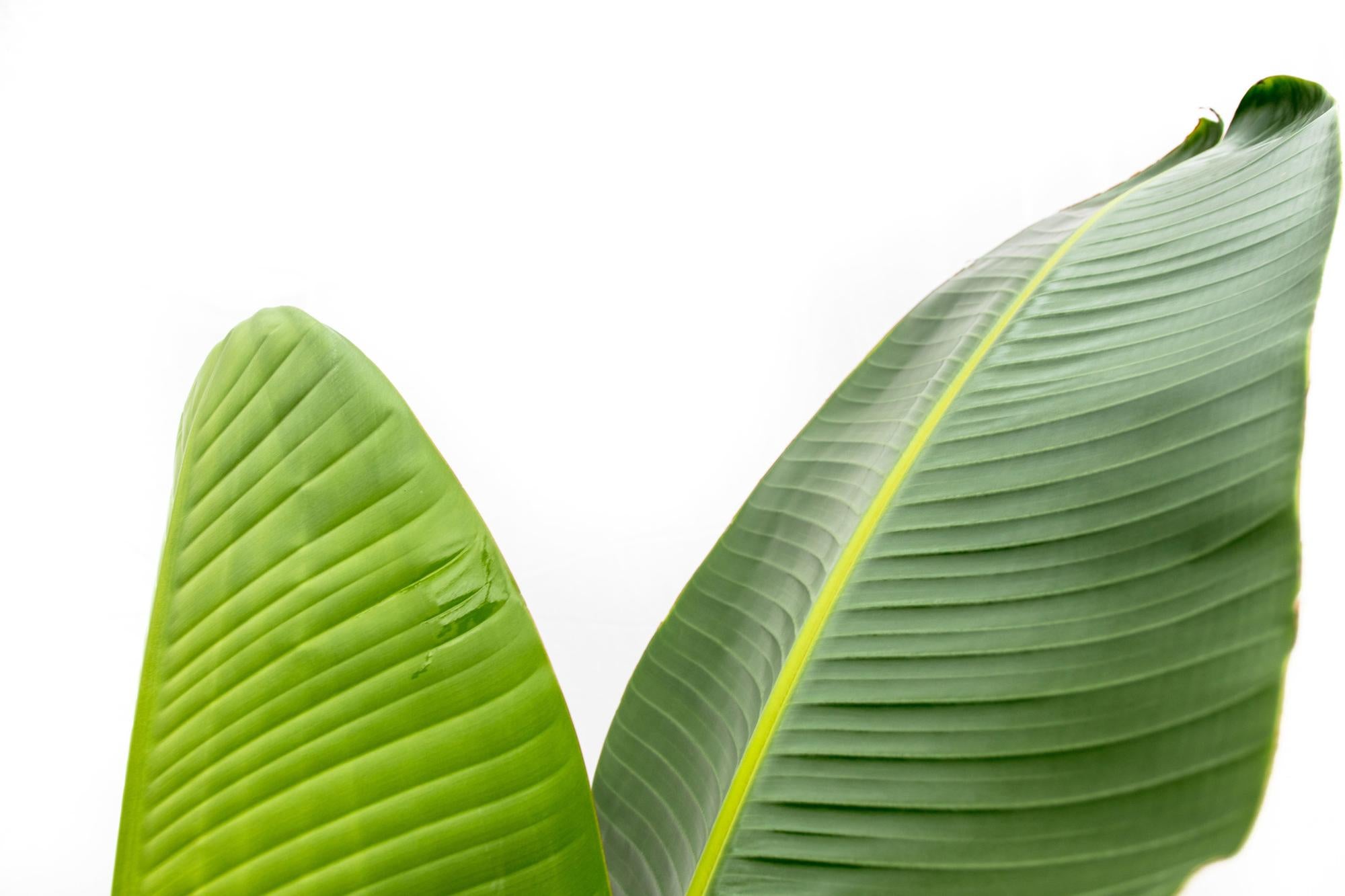 Wunderbare Struktur des Blattes einer Riesen Strelitzie