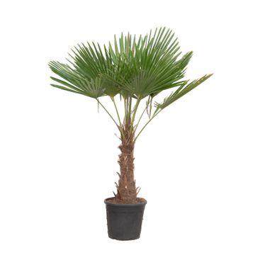mächtige Balkon, Terassen und Garten Hanfpalme Trachycarpus Fortunei im Topf