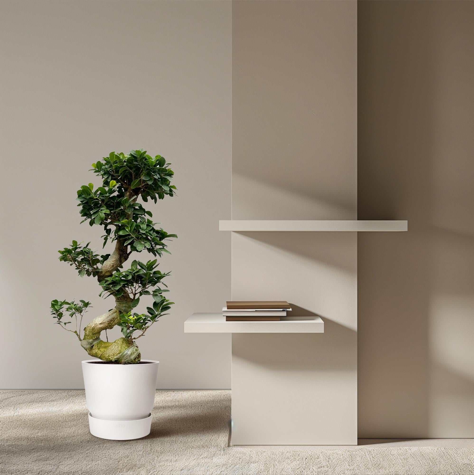 Chinesische Feige Ficus Microcarpa Ginseng  30-80cm