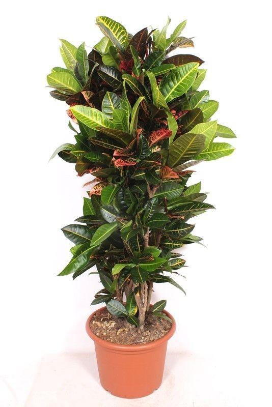 Wunderstrauch Codiaeum Petra - 180cm (T45)