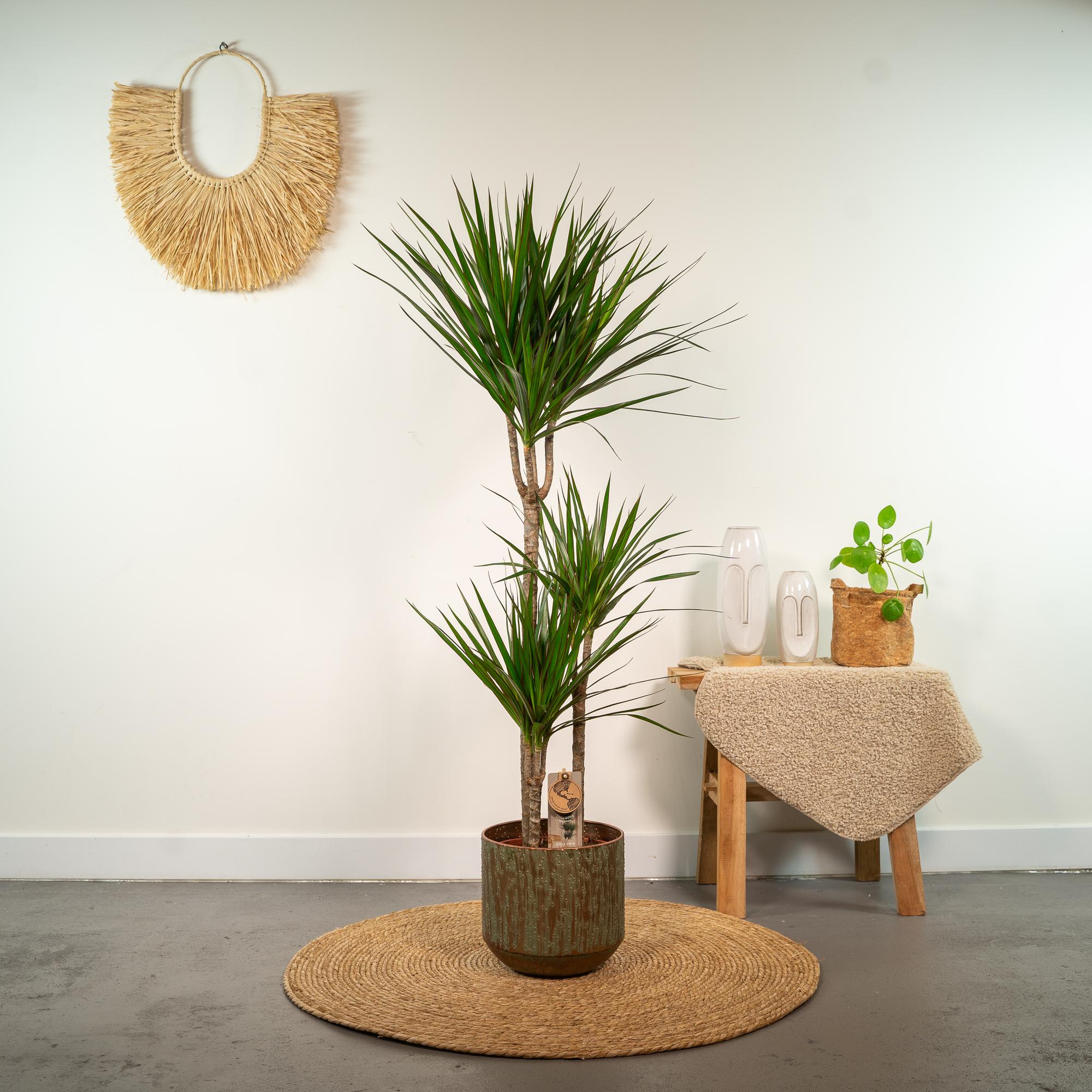 Zimmerpflanze Drachenbaum Dracaena Marginata neben einem Tisch im Topf