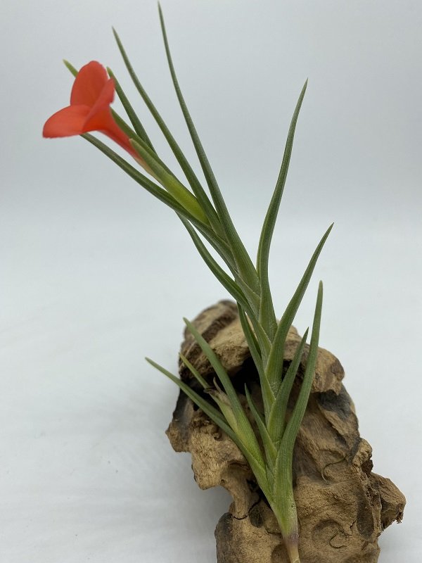 wunderbar blühende tillandsia albertiana auf kork dekoriert
