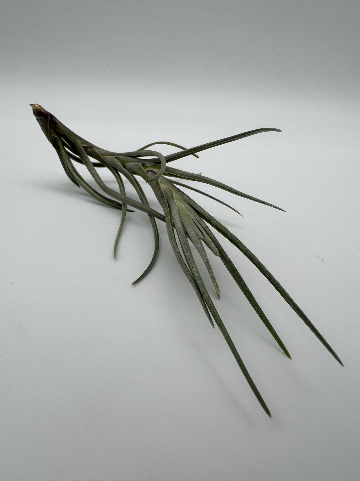 nicht blühende tillandsia albertiana