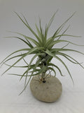 schöne Tillandsia Albida auf einem Stein dekoriert