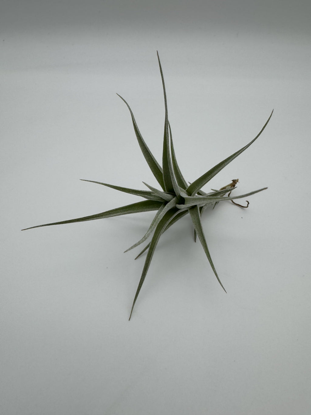 Tillandsia albida
