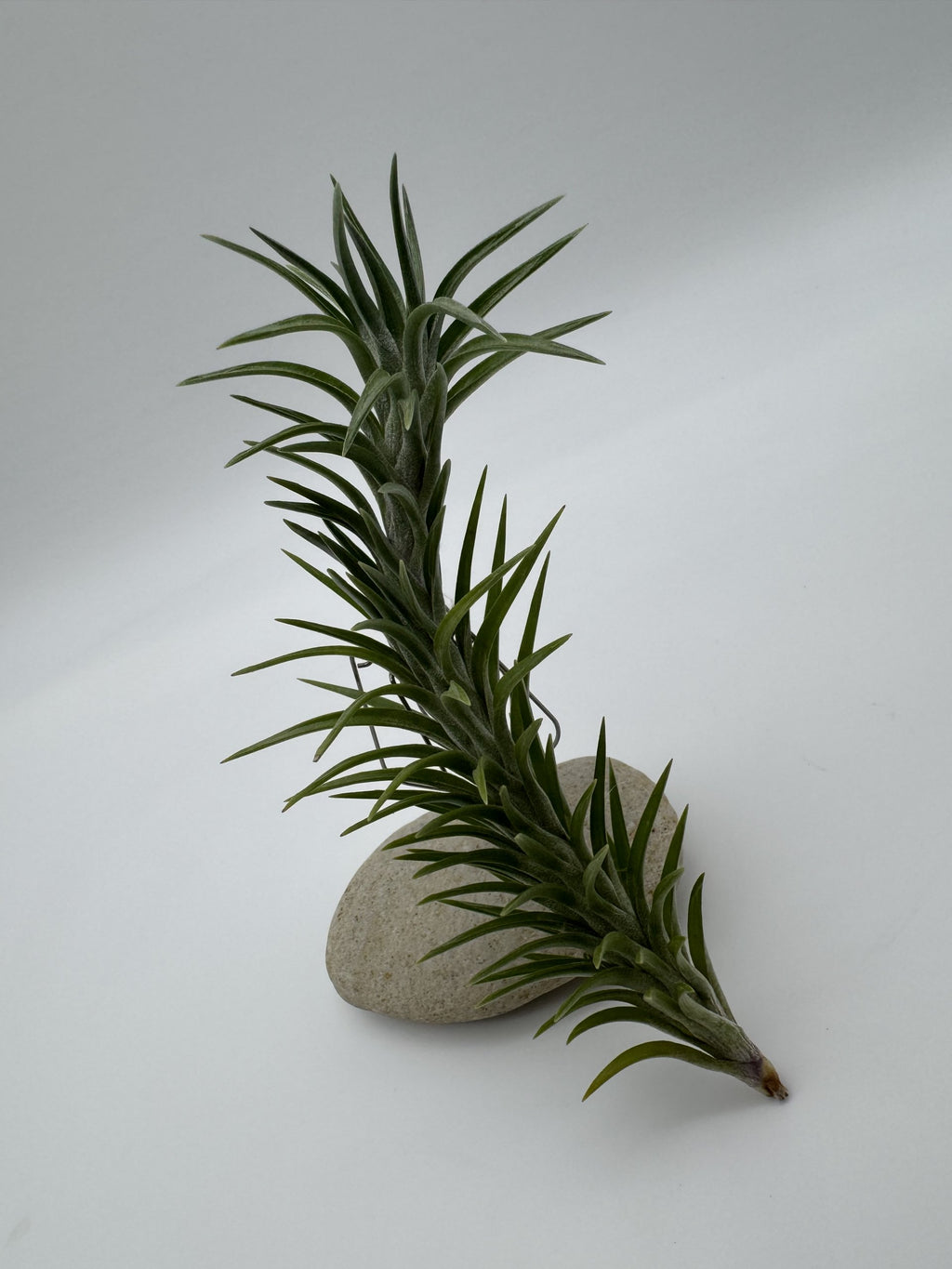 Tillandsia araujei ohne Blüte
