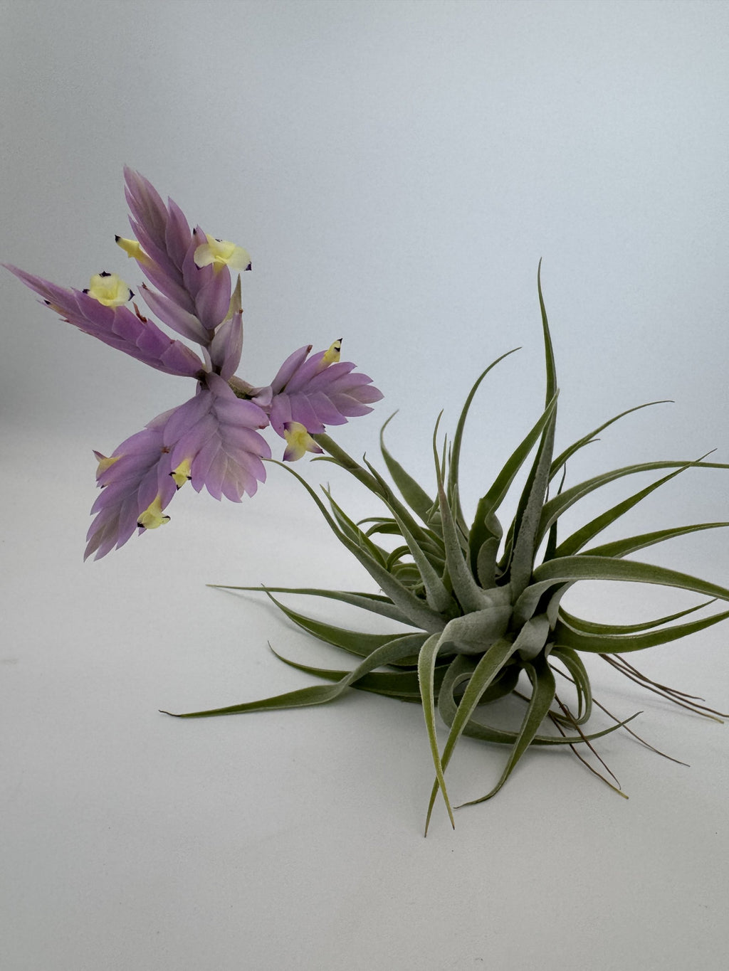 Rare blühende Tillandsia cacticola