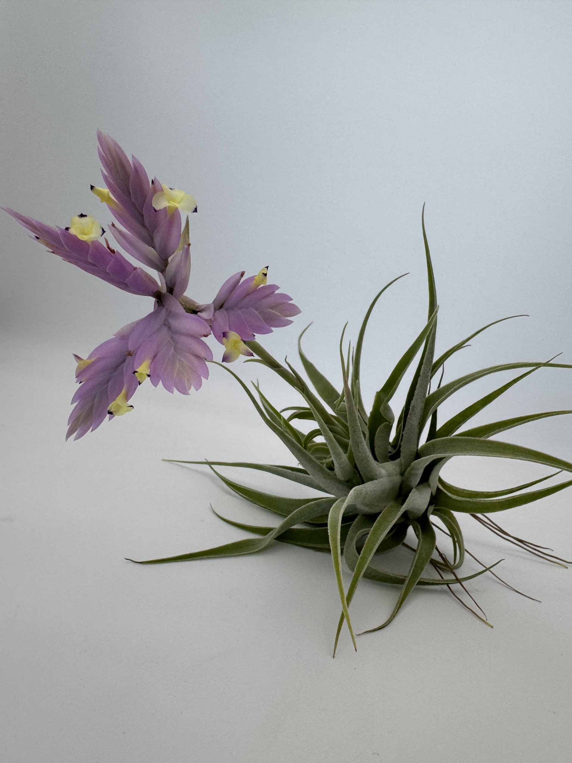 Rare blühende Tillandsia cacticola