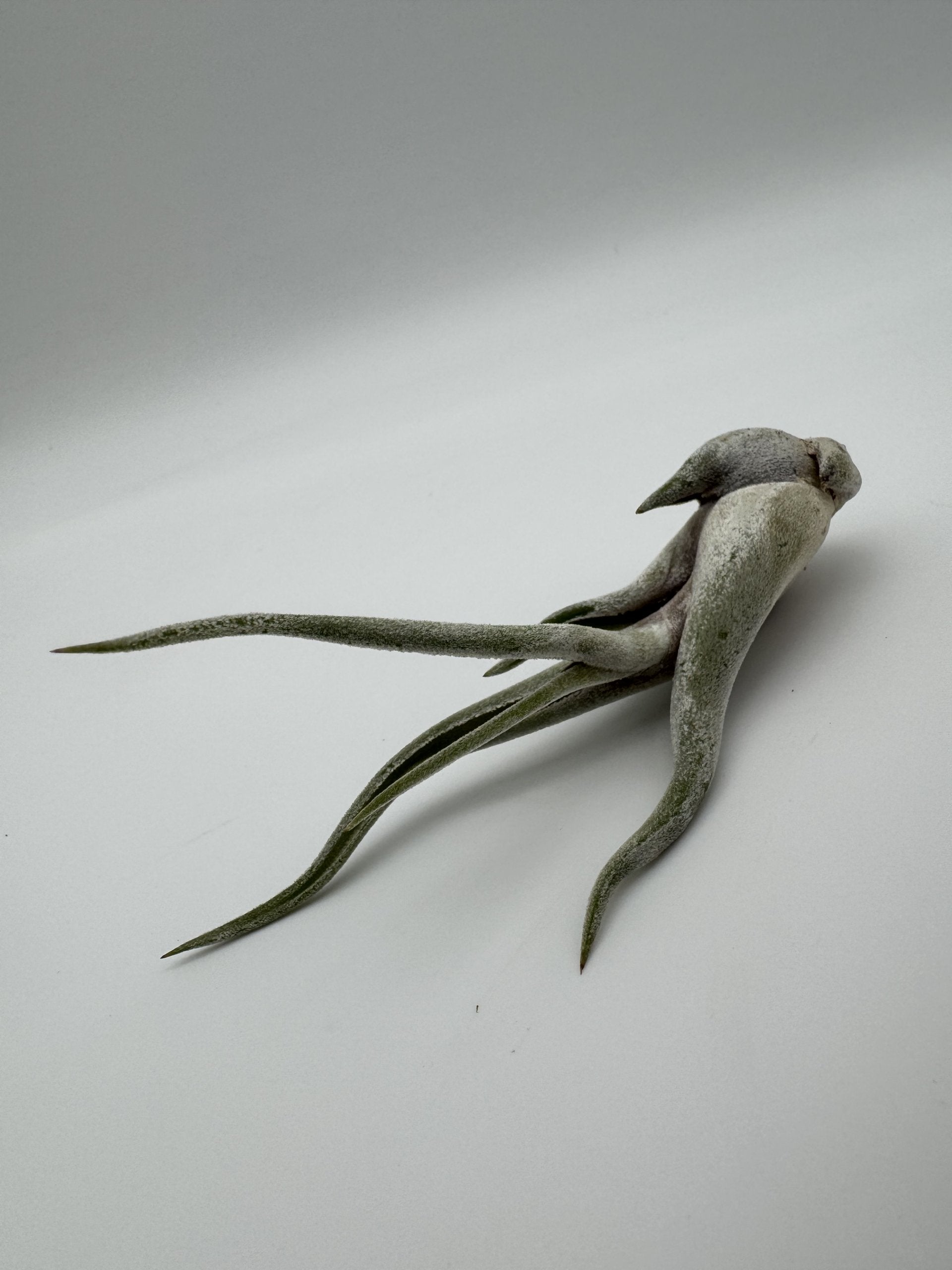 Medusenhaupt Tillandsia Ccaput Medusae