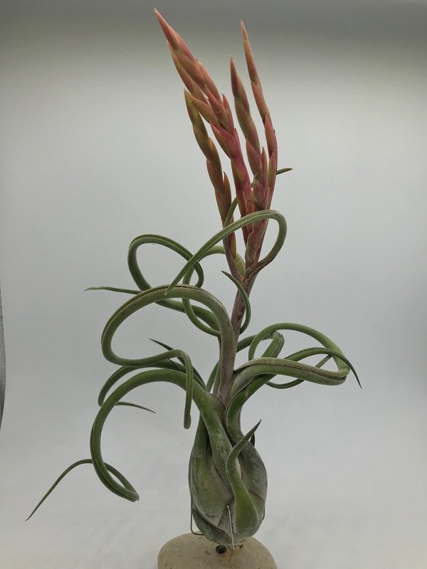 Tillandsia Medusenhaupt mit Blüte