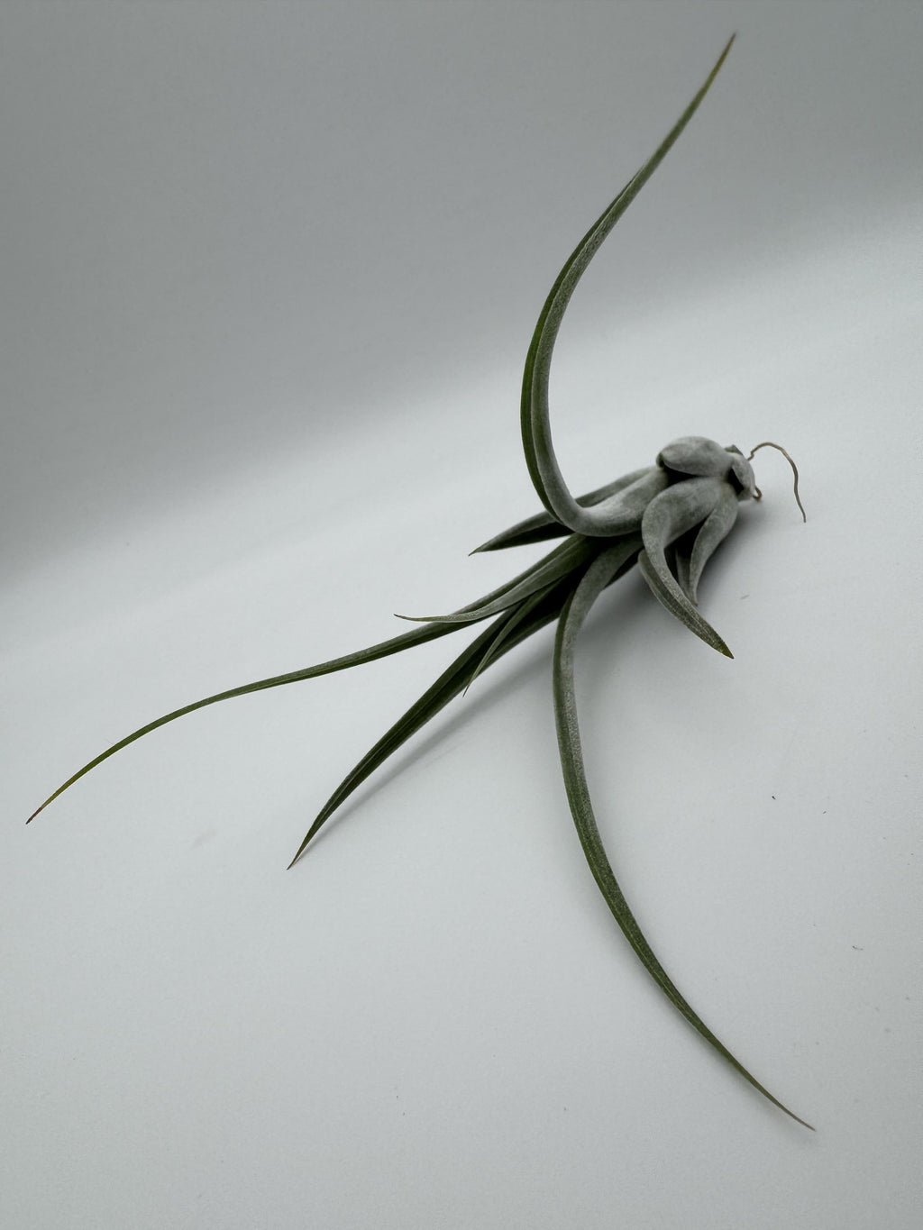 Tillandsia circinata