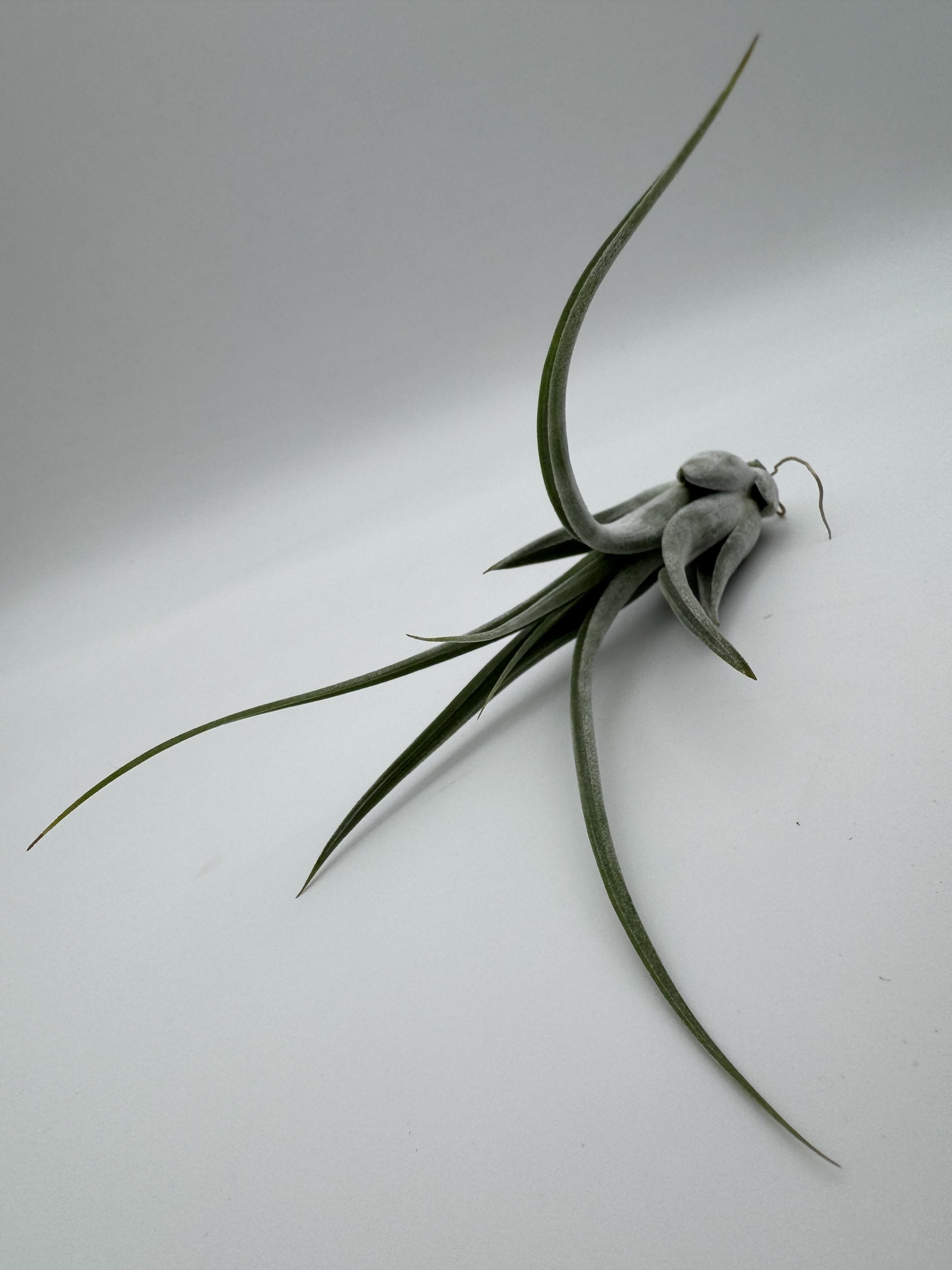 Tillandsia circinata