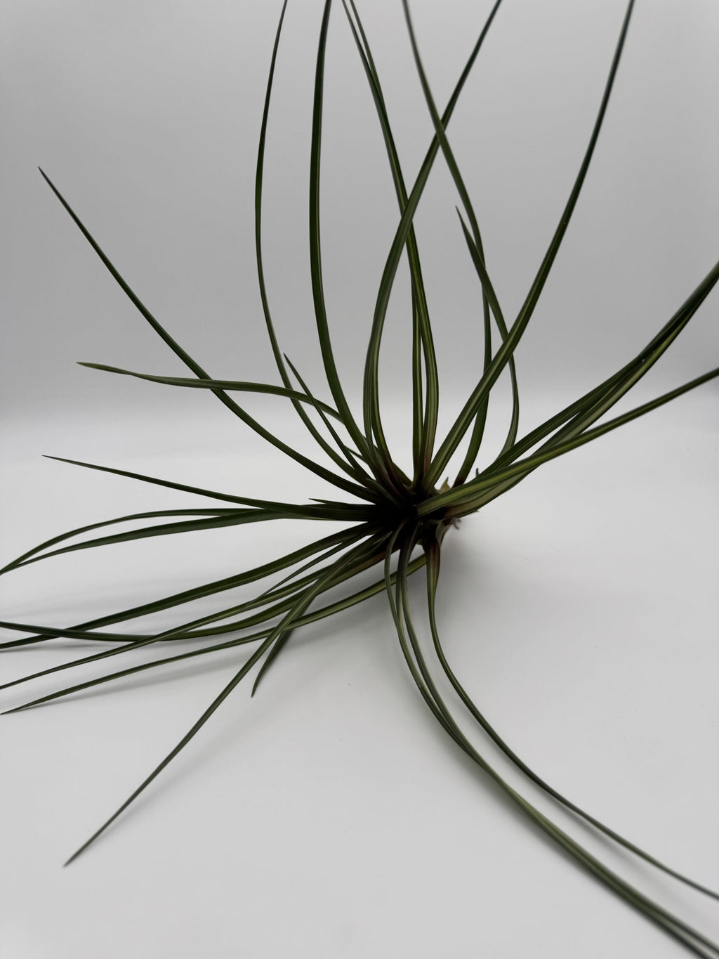 Tillandsia cyanea var. albo marginata