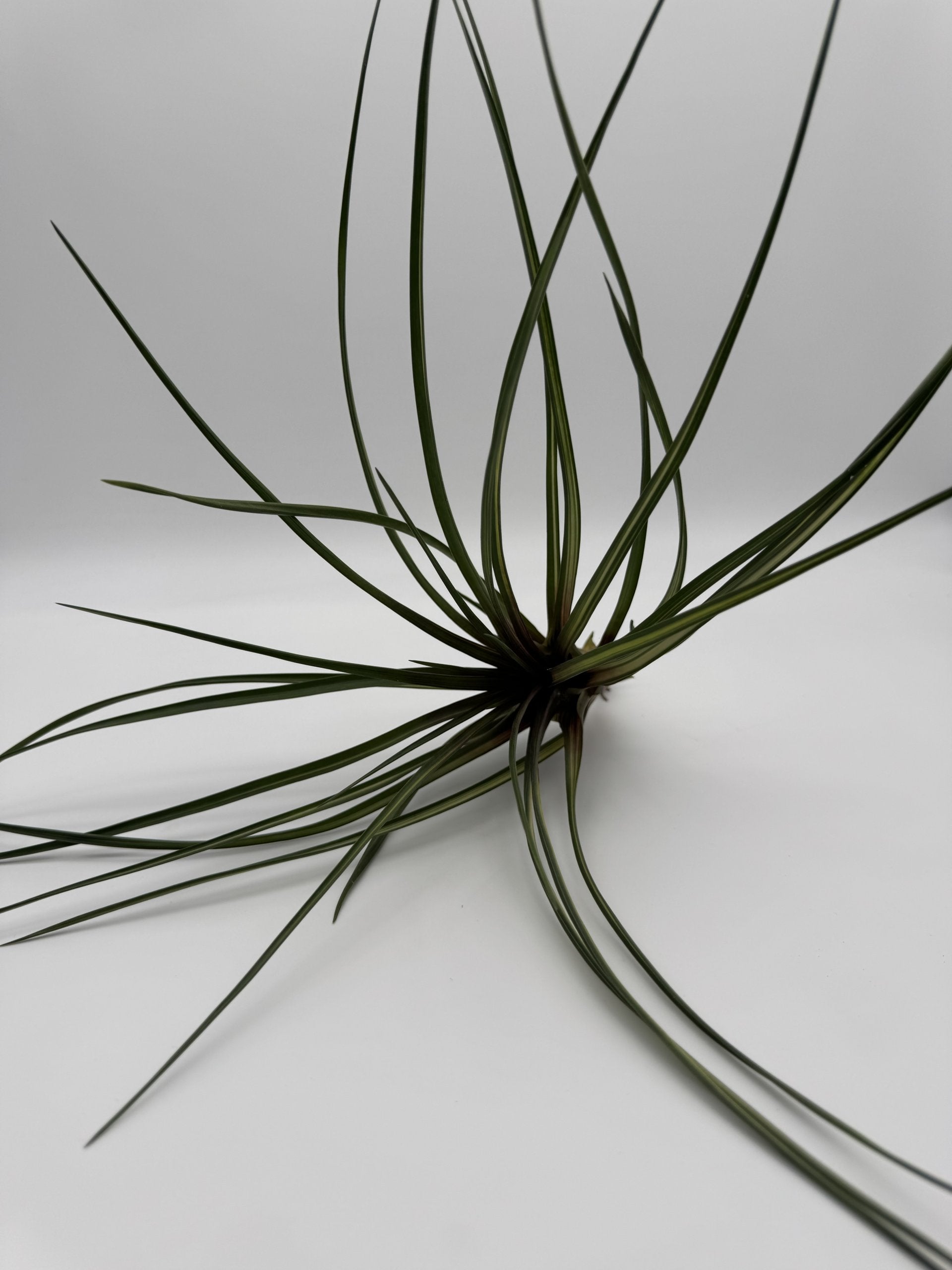Tillandsia cyanea var. albo marginata