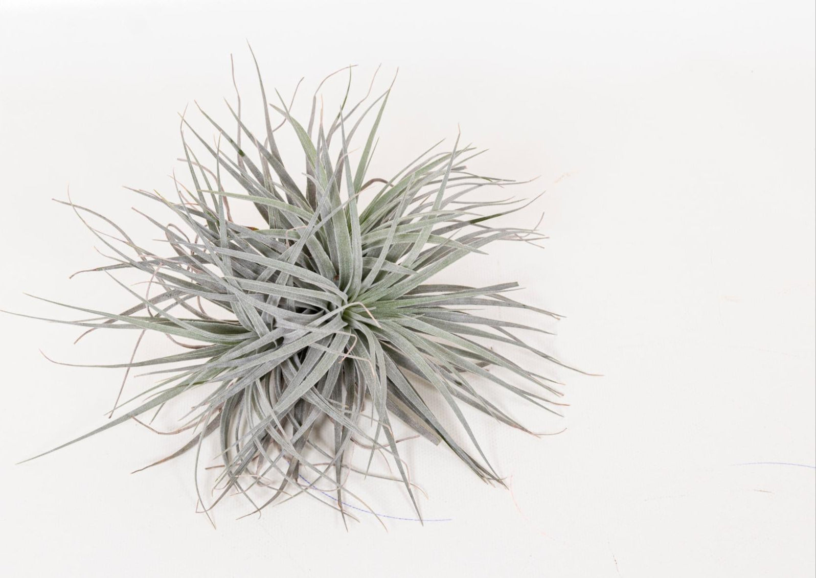 außergewöhnliche Zimmerpflanze Tillandsia Super Silver im Topf