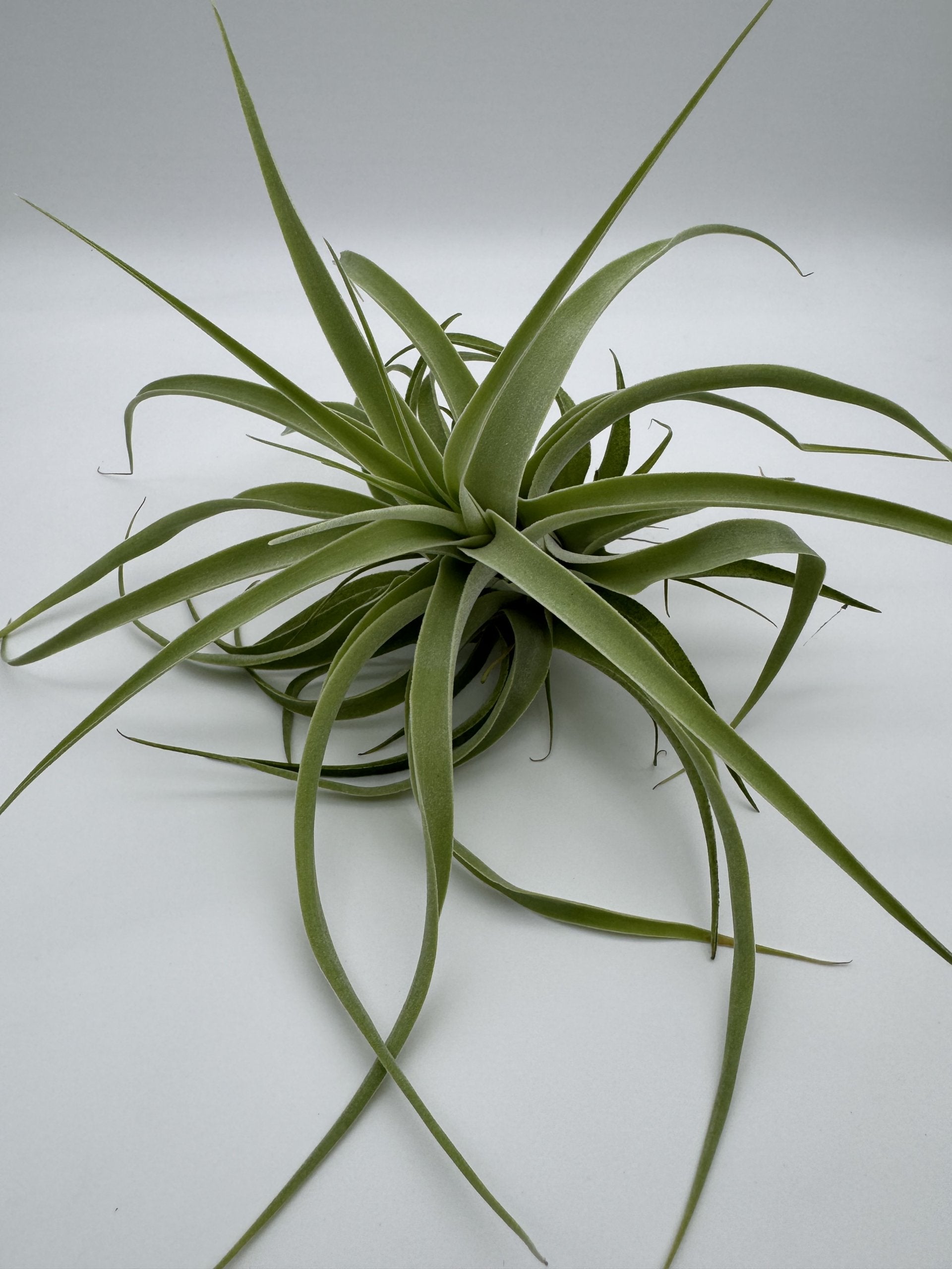 Grünpflanze Tillandsie Cacticola