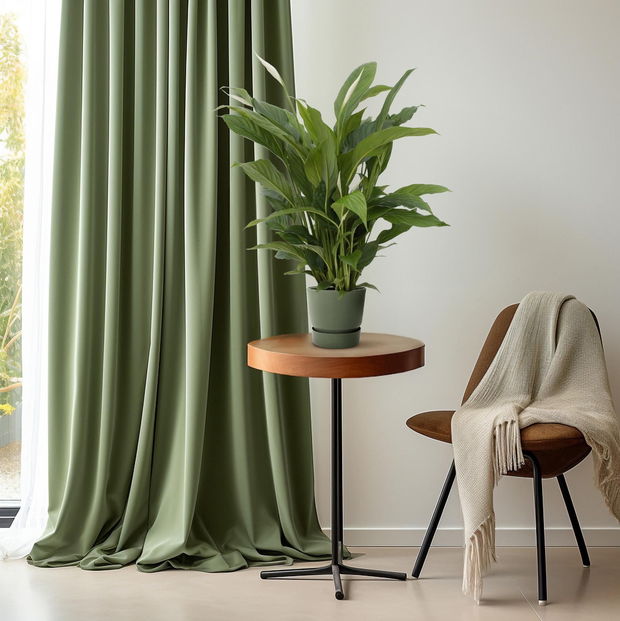 Grünflanze Friedenslilie Spathiphyllum Torelli auf einem Beistelltisch