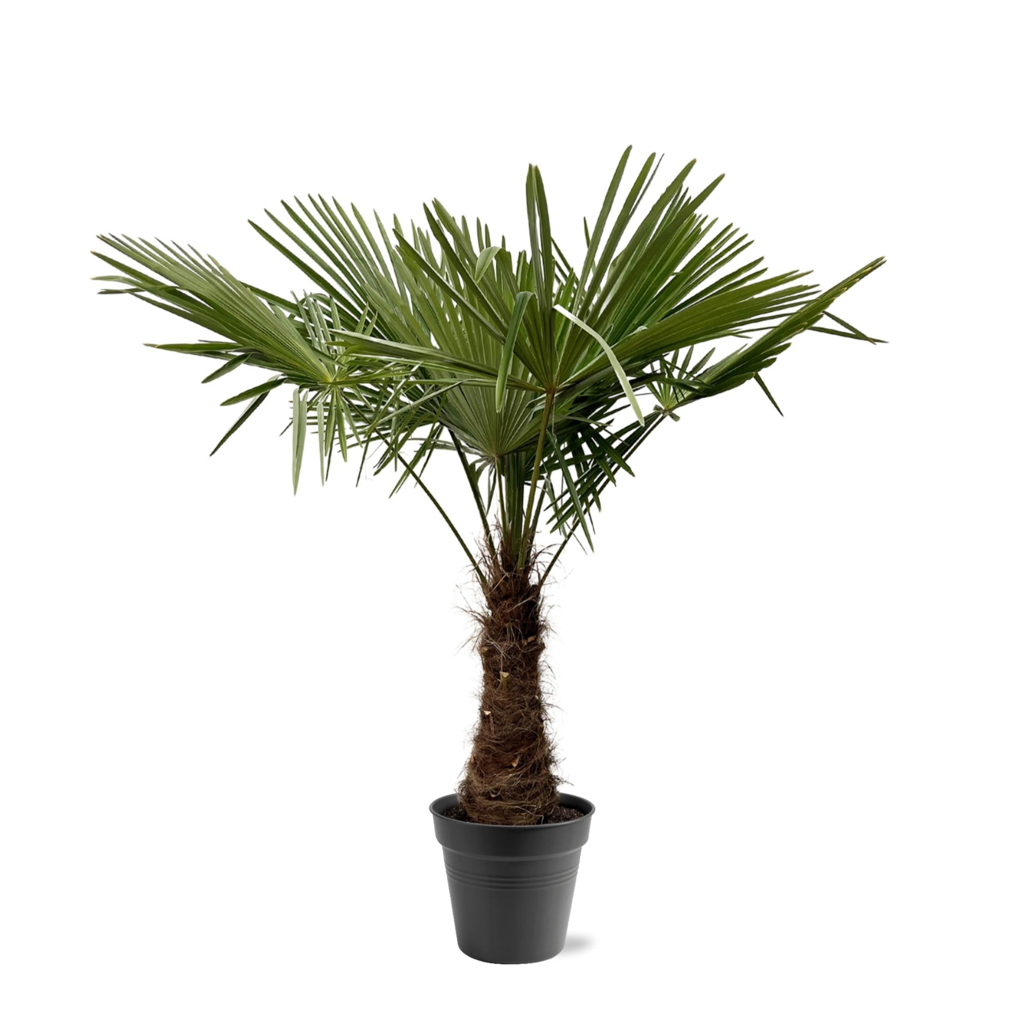 mittlere Terassen, Garten und Balkon Hanfpalme Trachycarpus Fortunei im topf