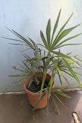 hybride Hanfpalme