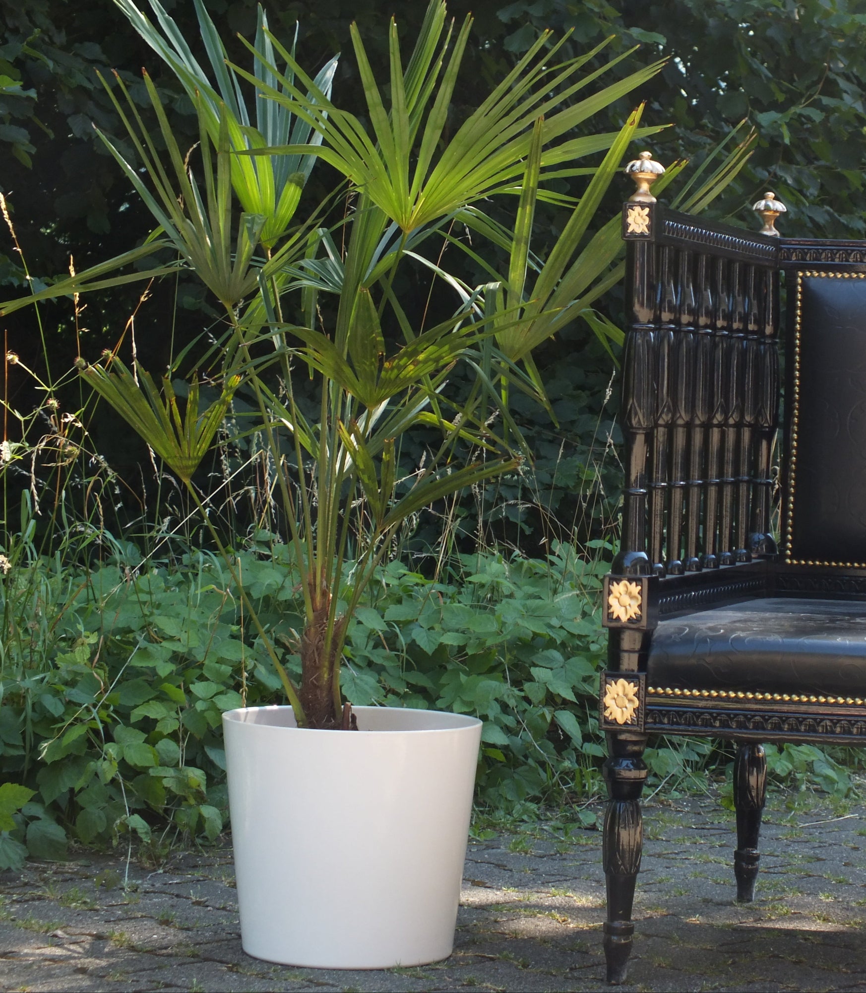 Garten, Balkon und TerassenpflanzeHanfpalme Trachycarpus Fortunei im Topf