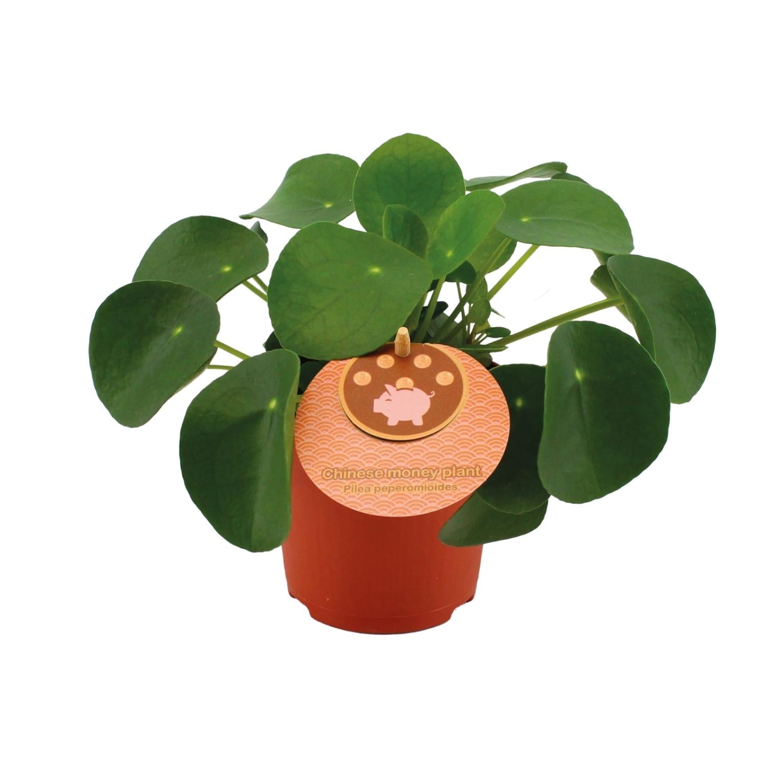 grüne Zimmerpflanze Pilea Peperomioides im Topf