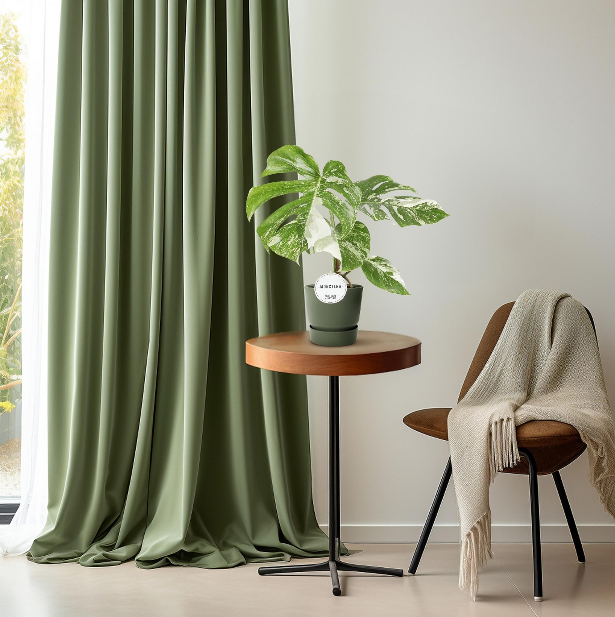 schöne Pflanze Monstera Deliciosa Variegata auf einem Beistelltisch