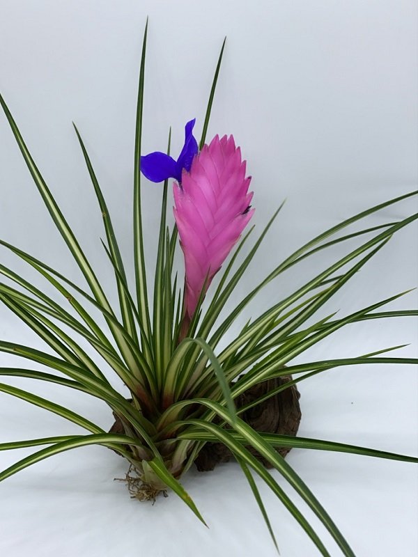 Gestreifte Tillandsia cyanea var. albo marginata mit Blüte