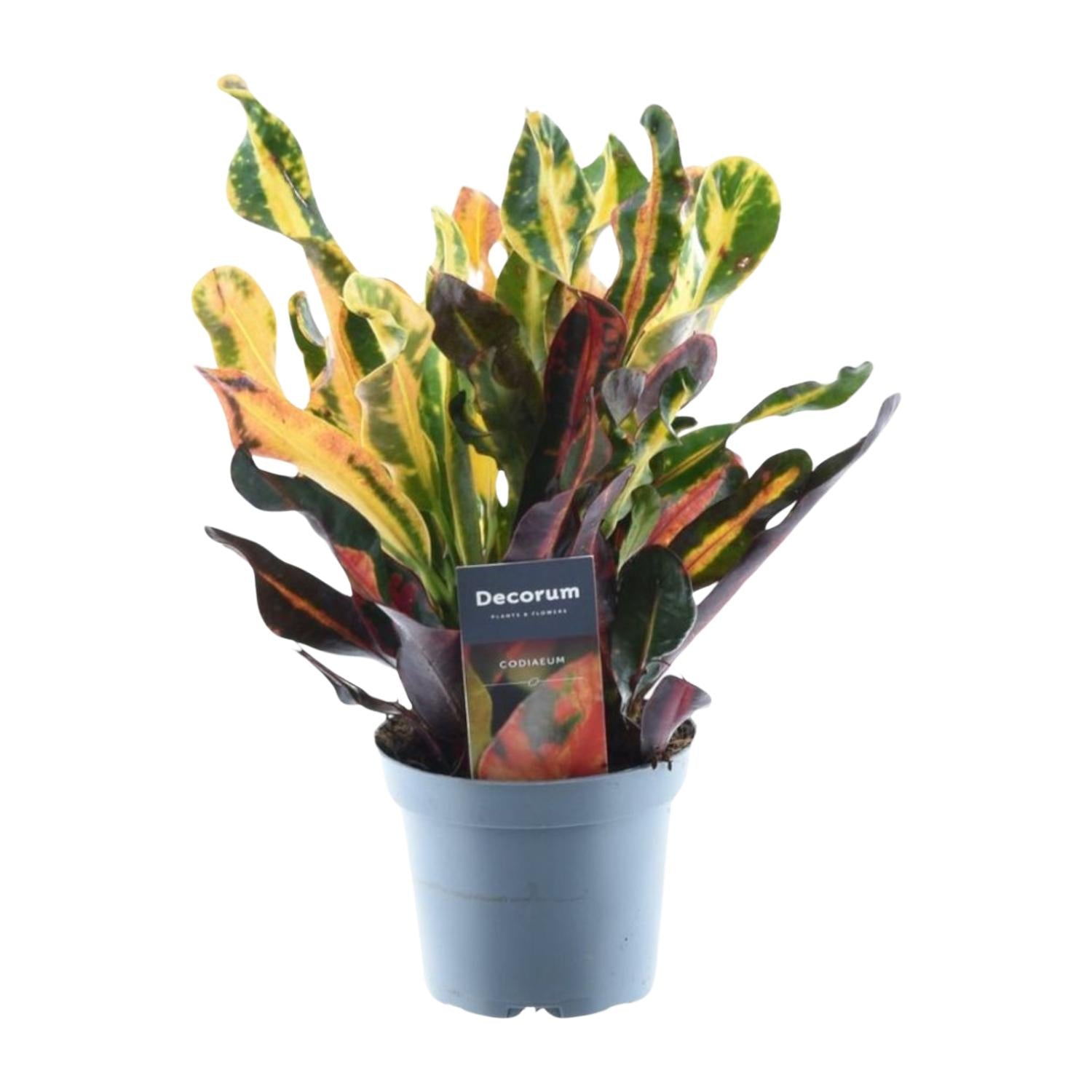 bunte Zimmerpflanze Buntblatt Codiaeum variegatum 'Mammi' im Topf