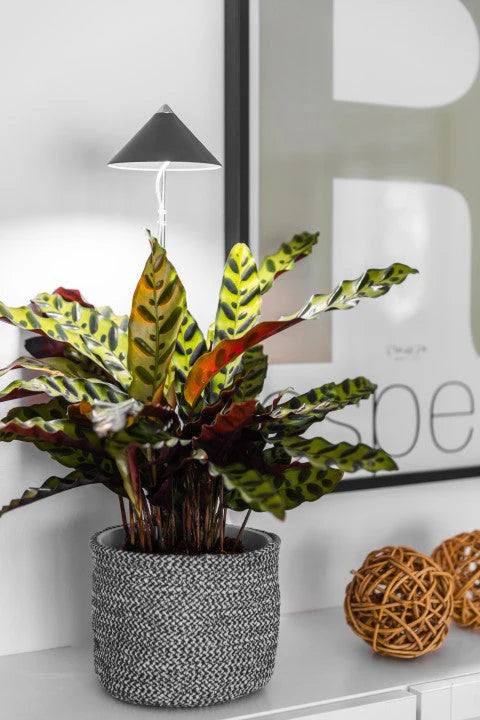 Schöne Pflanzenlampe in der Farbe Anthrazit