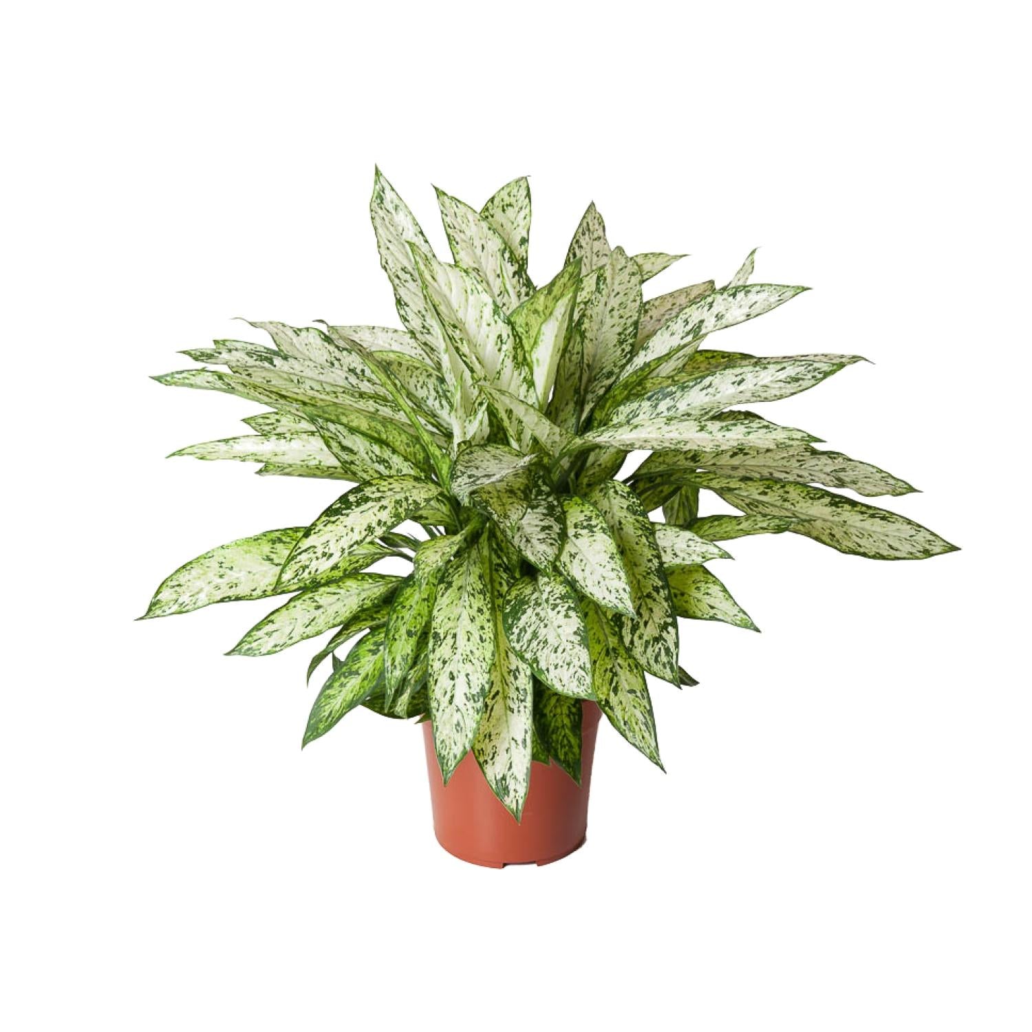 helle Zimmerpflanze Vulkankolbenfaden Dieffenbachia Vesuvius im Topf