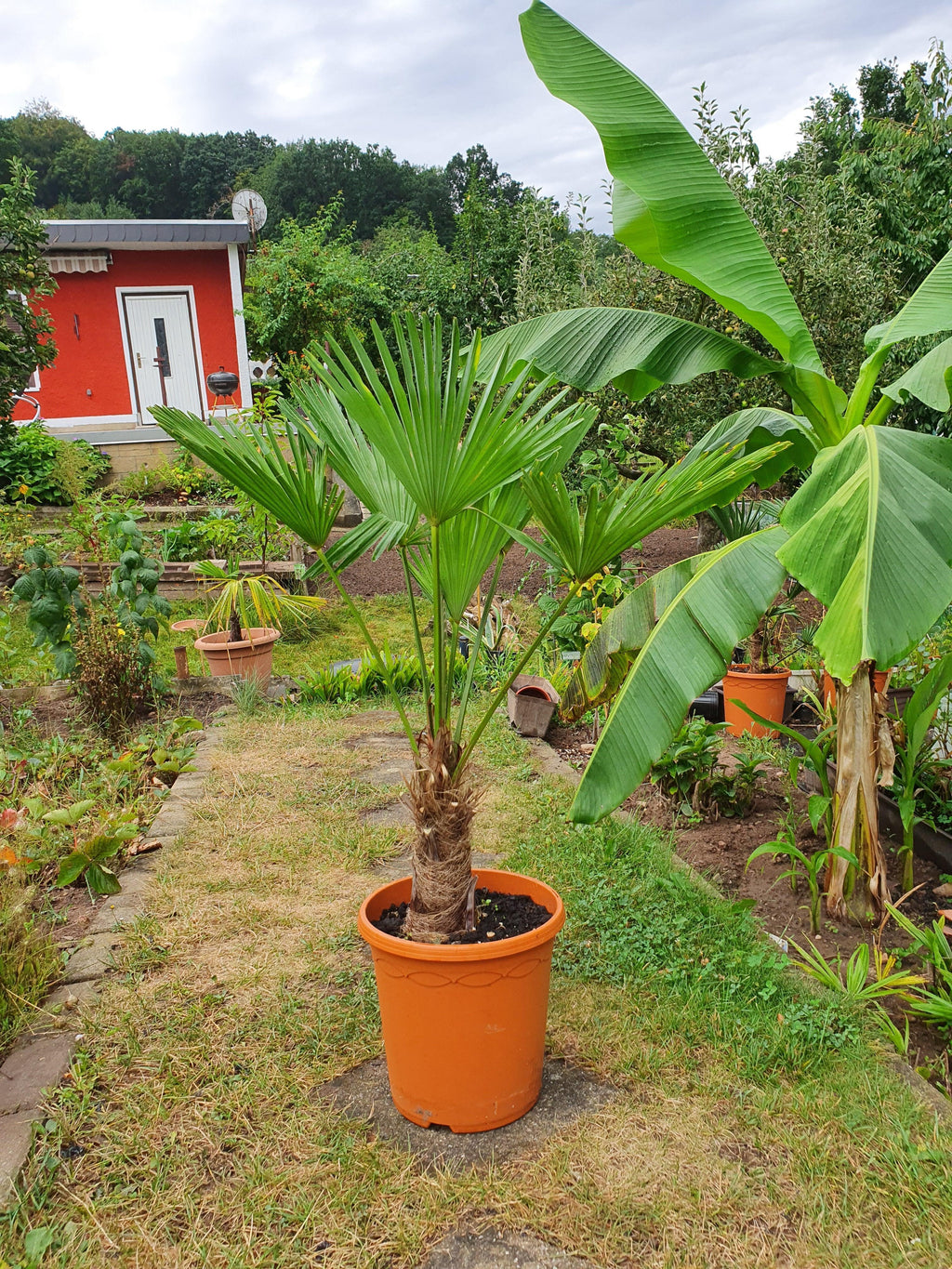Schöne Wagner Palme im Garten