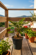 kleine Palme im Zuchttopf