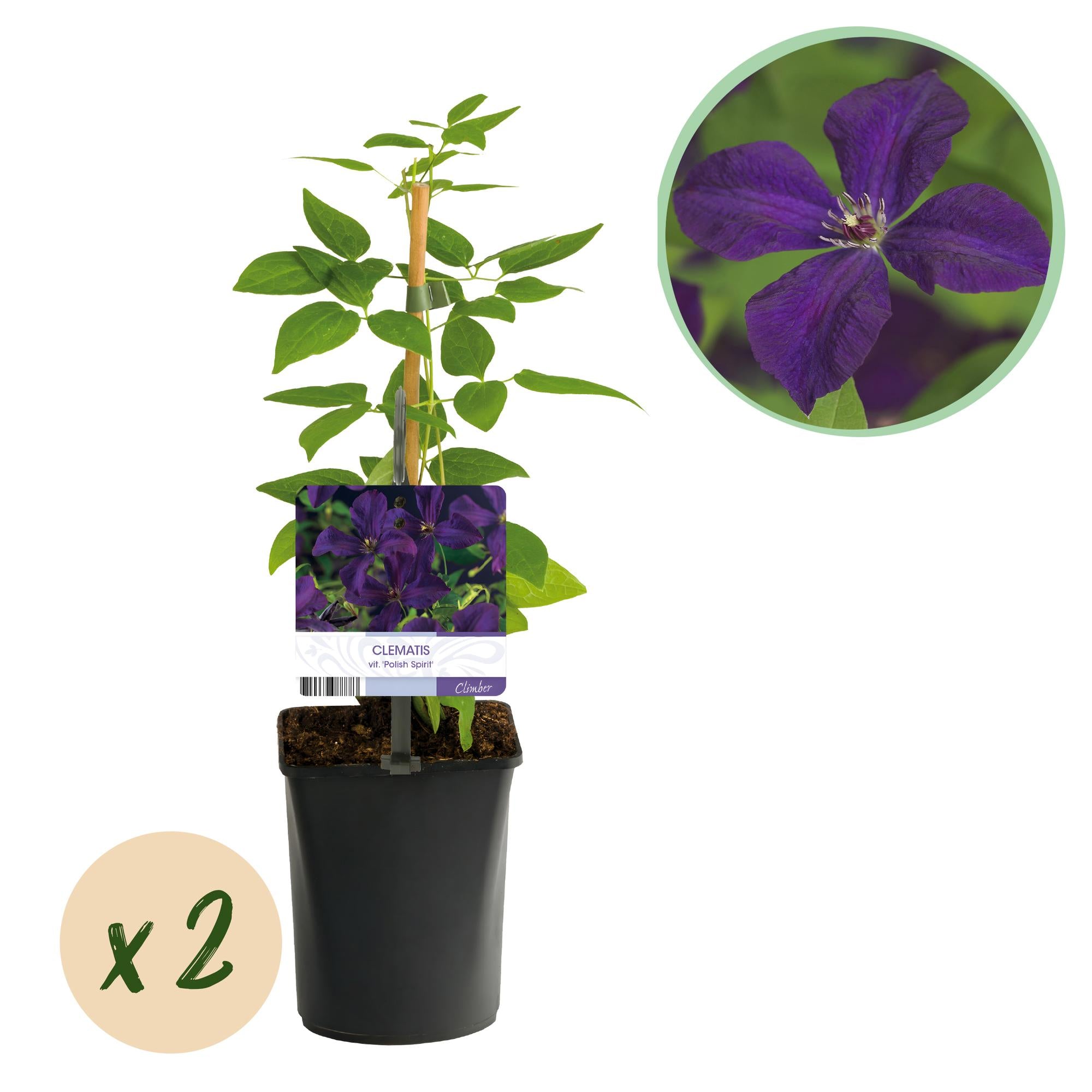 schöne Außenpflanze Waldrebe Clematis Polish Spirit Rosa Blüte im Topf