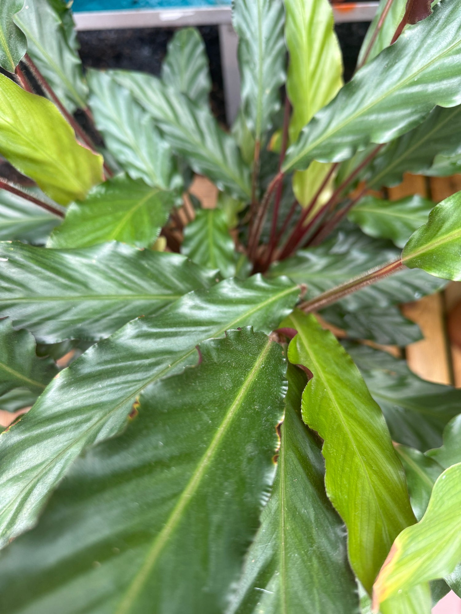Zimmerpflanze Korbmarante Calathea Wavestar Blätter