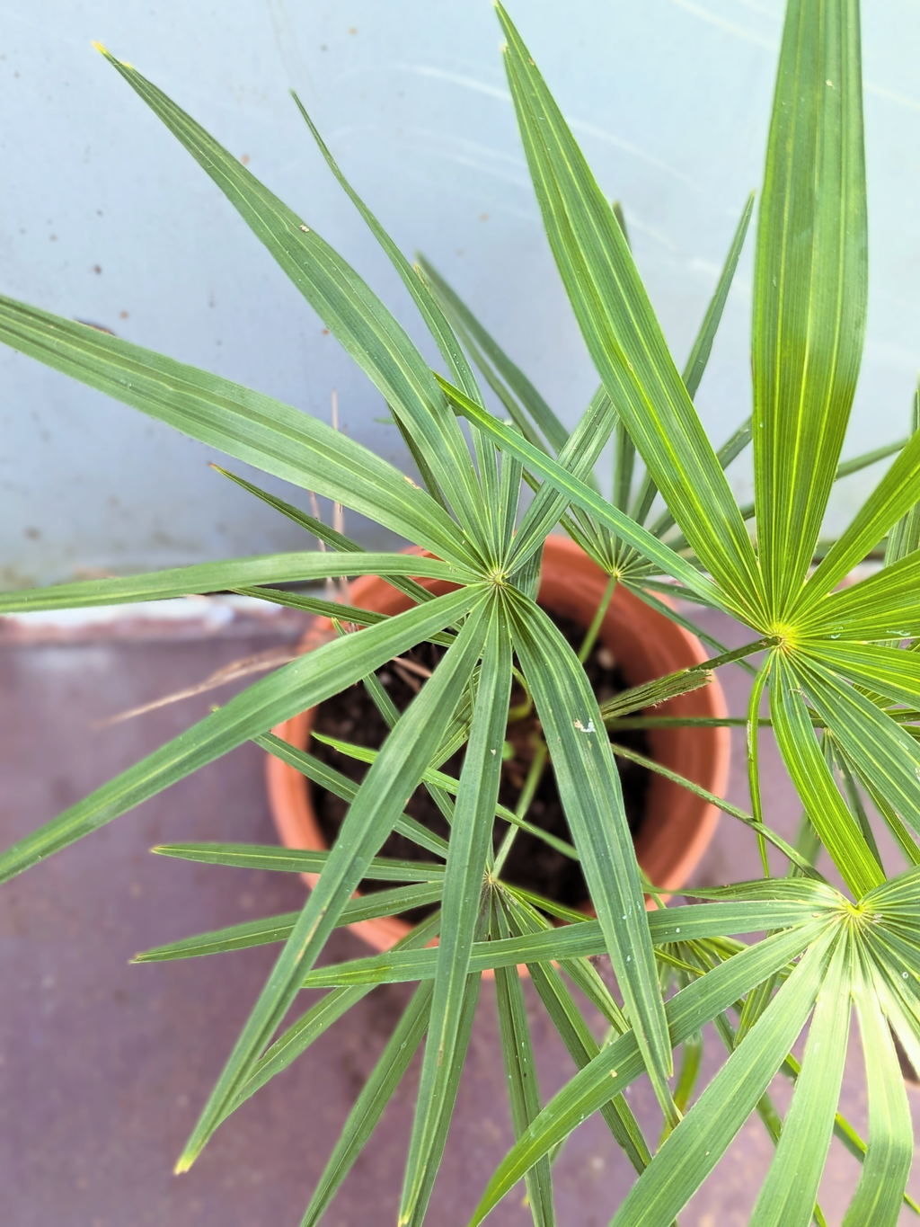 Wedel der Hybrid Palme