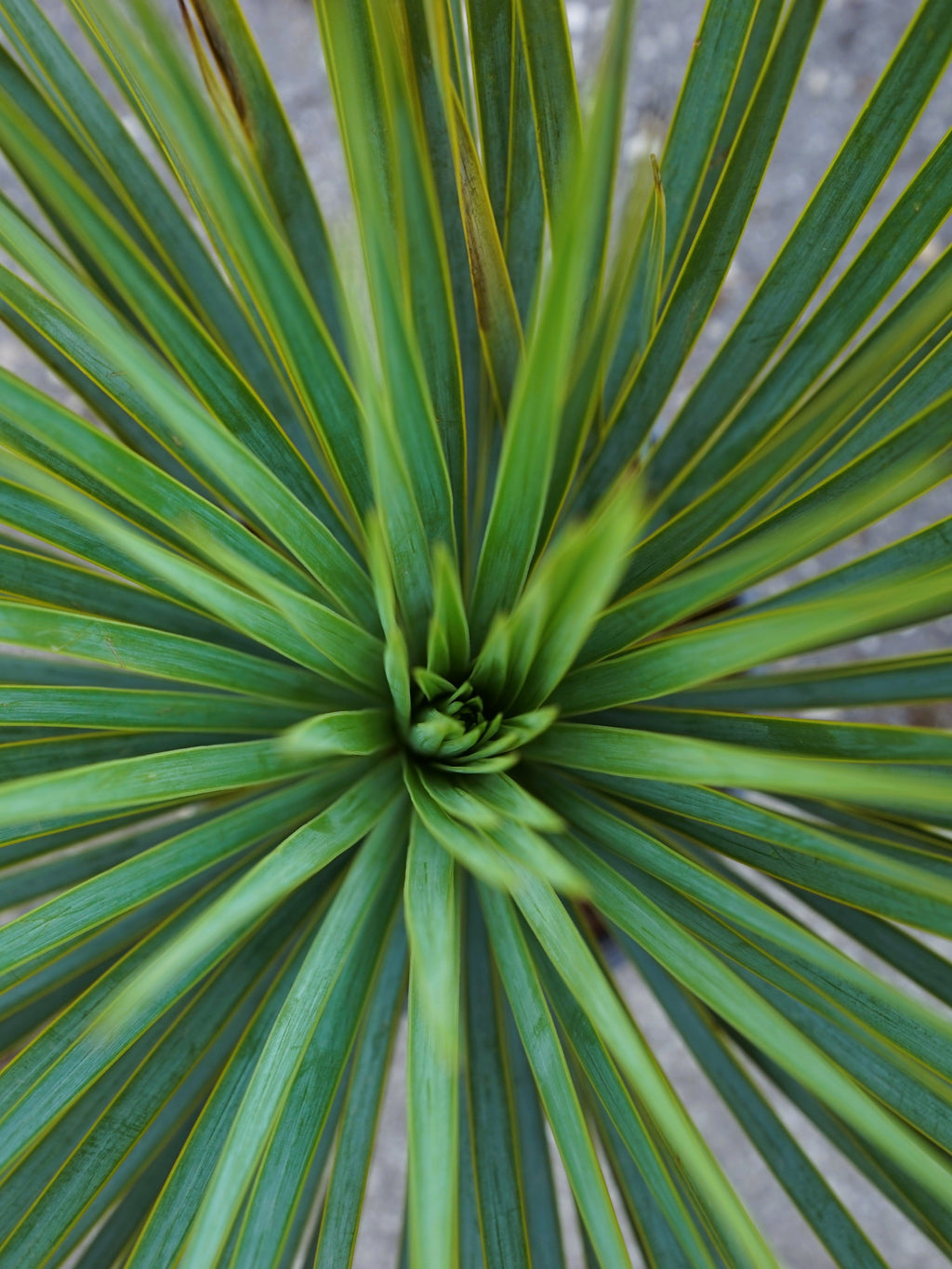 Wedel der Yucca Rostrata