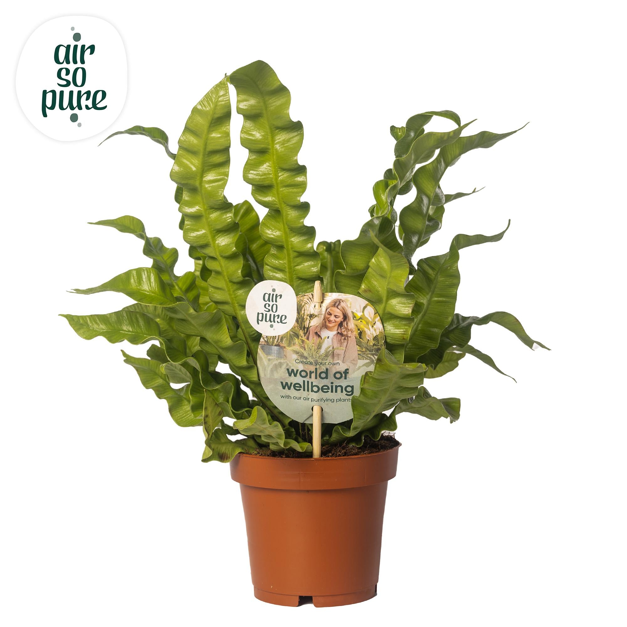 Zimmerpflanze Wellenfarn Asplenium Crispy Wave im Topf