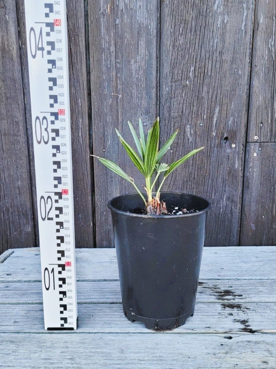baby trachycarpus