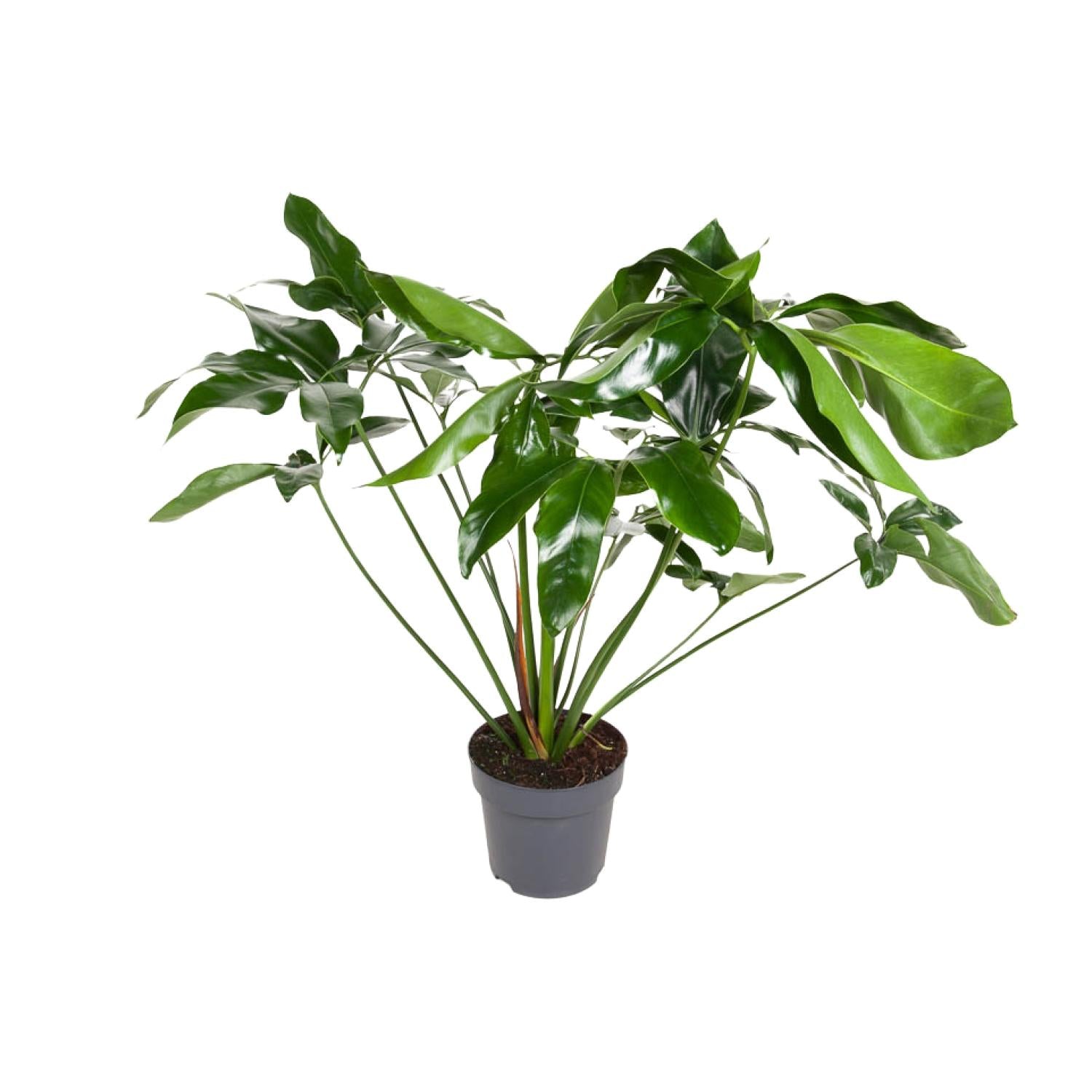 Grünpflanze Philodendron Green Wonder im Topf