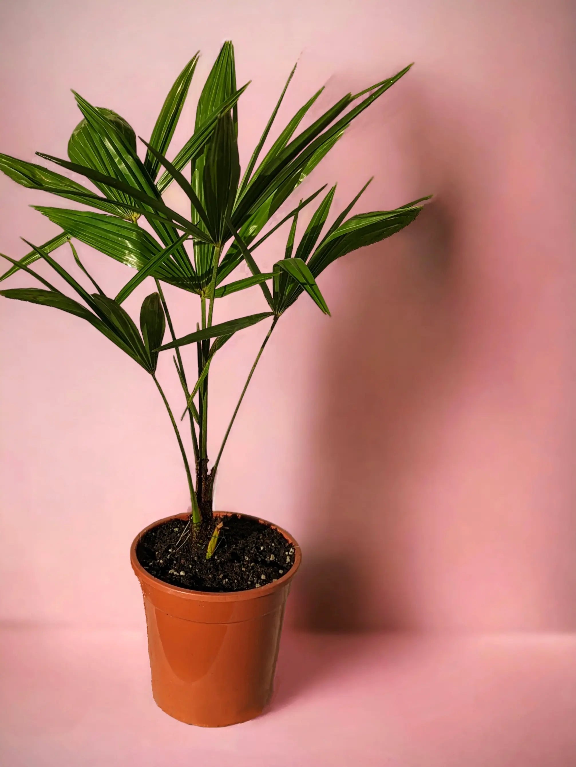 trachycarpus im Topf