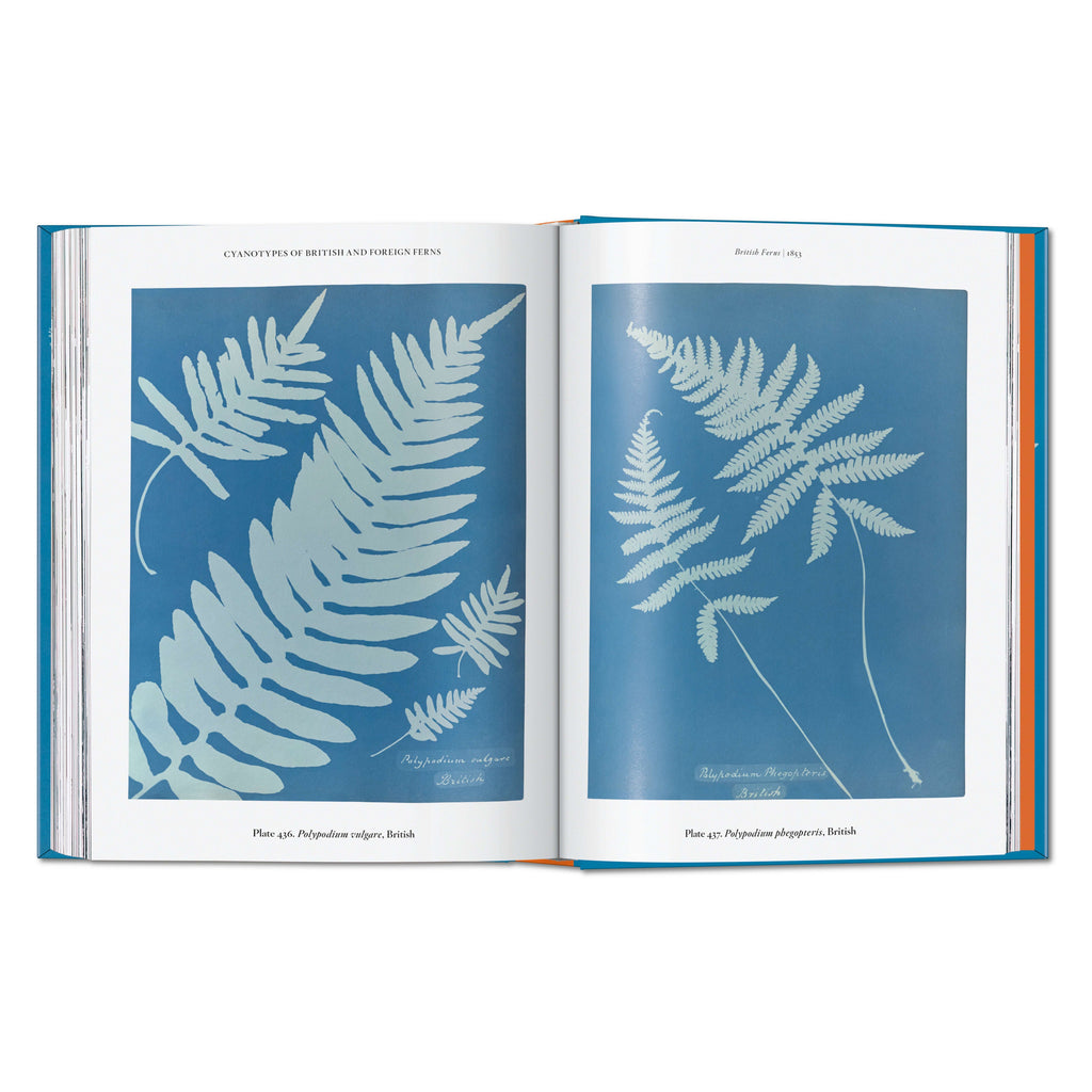 schöne illustration eines farnes auf blauem hintergrund
