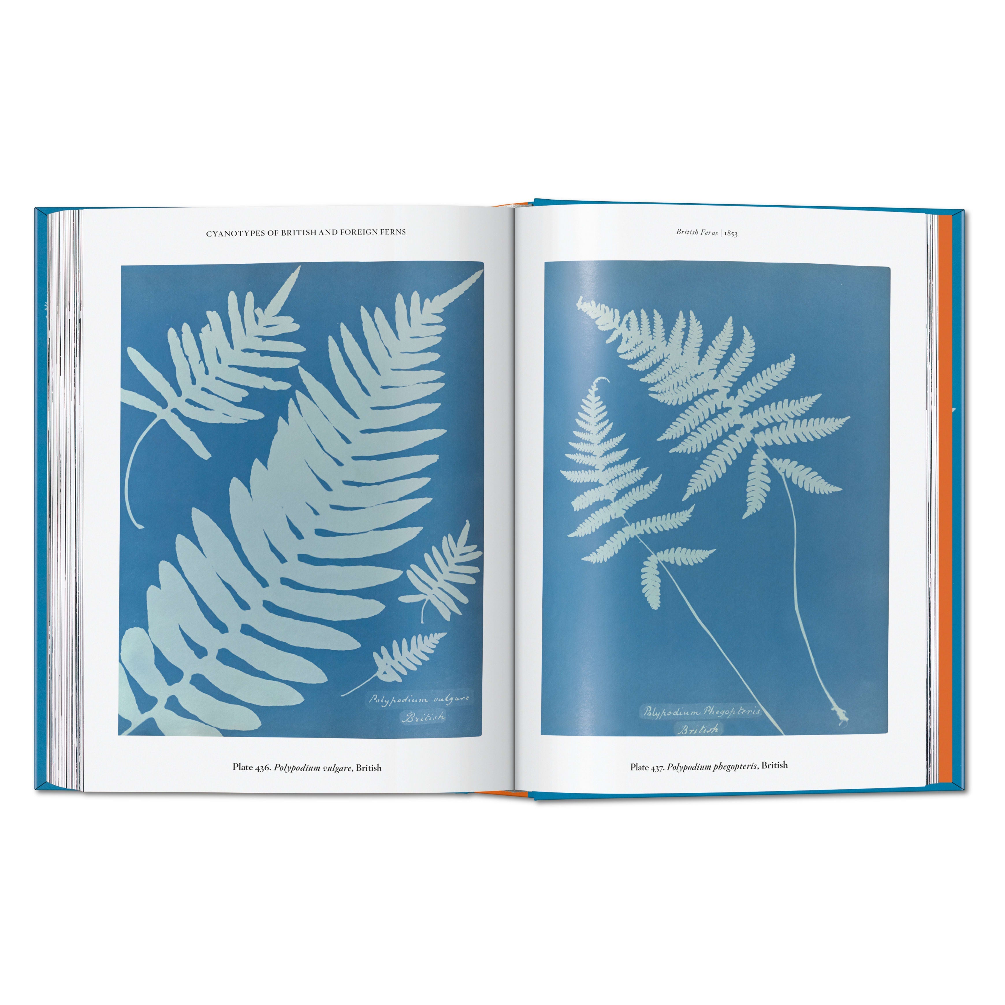 schöne illustration eines farnes auf blauem hintergrund